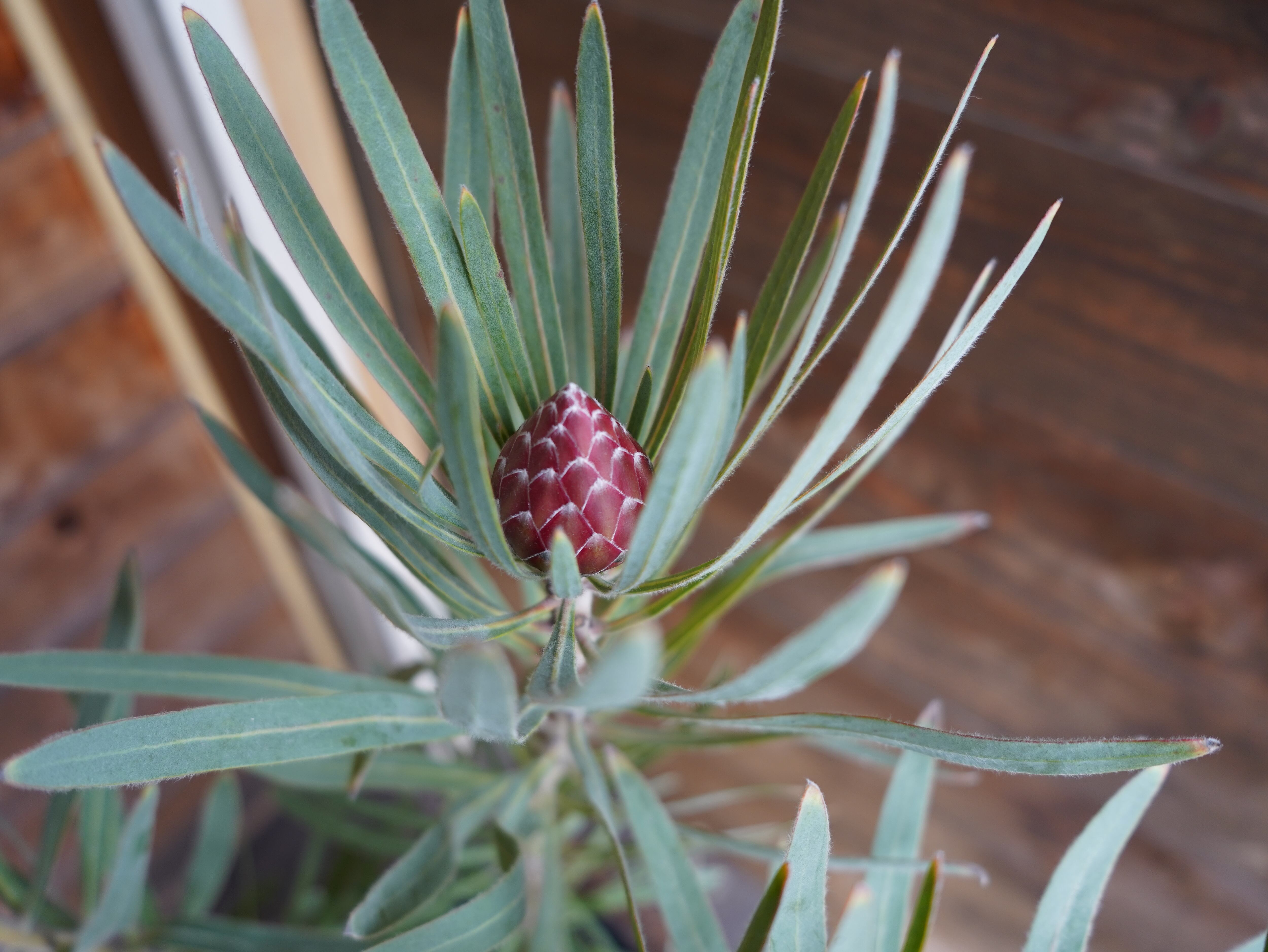 【現物】プロテア ”エクリプス” B