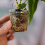 アンスリウム ワロクアーナム / Anthurium Warocqueanum⑧ / 観葉植物<育て方・花言葉>