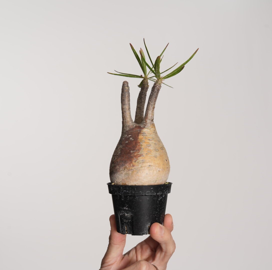 パキポディウム グラキリス no.3〈発根済み〉 | SPECIAL OTHER WORKS