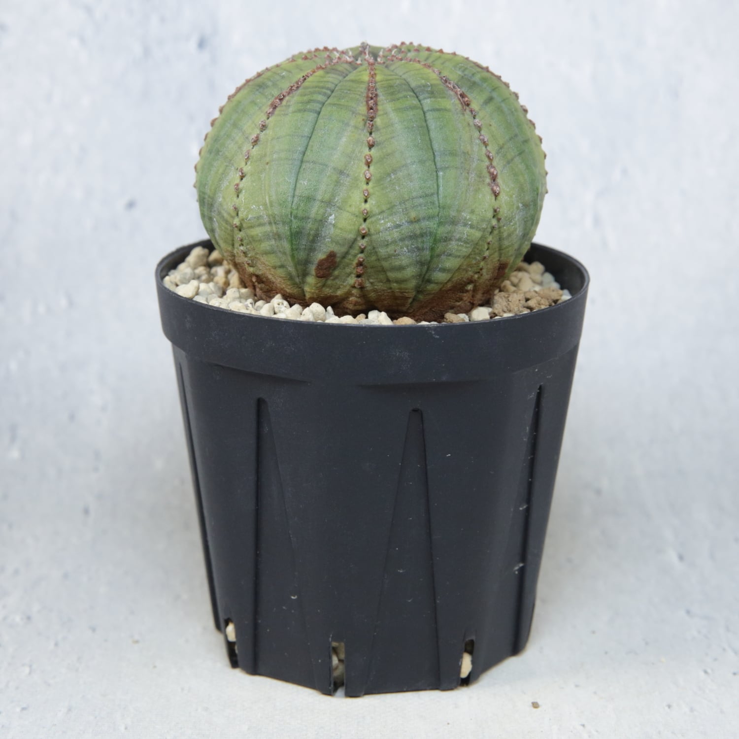 健爺　ユーフォルビア オベサ(メス)扁平 幅8㎝ メス株 扁平 オベサ / ユーフォルビア | LIGHTHOUSE.PLANTS - 海外実生