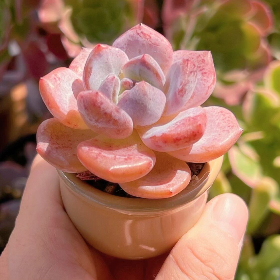 多肉植物 ピンクパステル 新入荷 るる農園 | るる農園~多肉植物専門