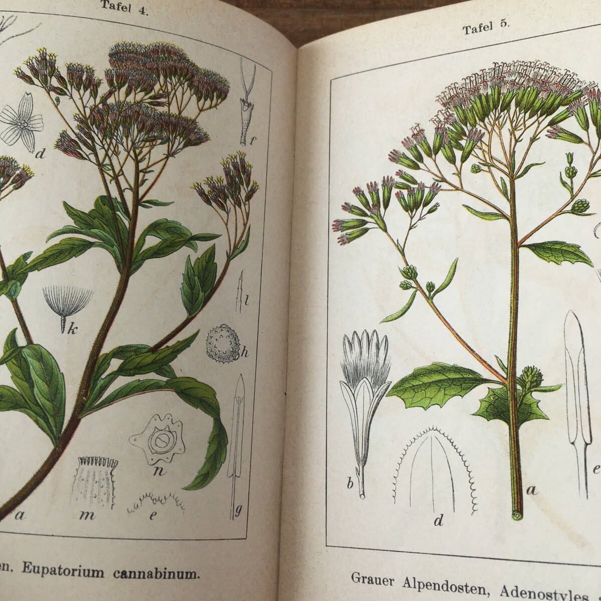 贅沢品 アンティーク植物図鑑 美しい印刷による百種類の図版 高山植物19年額装にも 洋書 Www Marshsfireplaces Com 贅沢品 アンティーク植物図鑑 美しい印刷による百種類の図版 高山植物19年額装にも 洋書 Www Marshsfireplaces Com