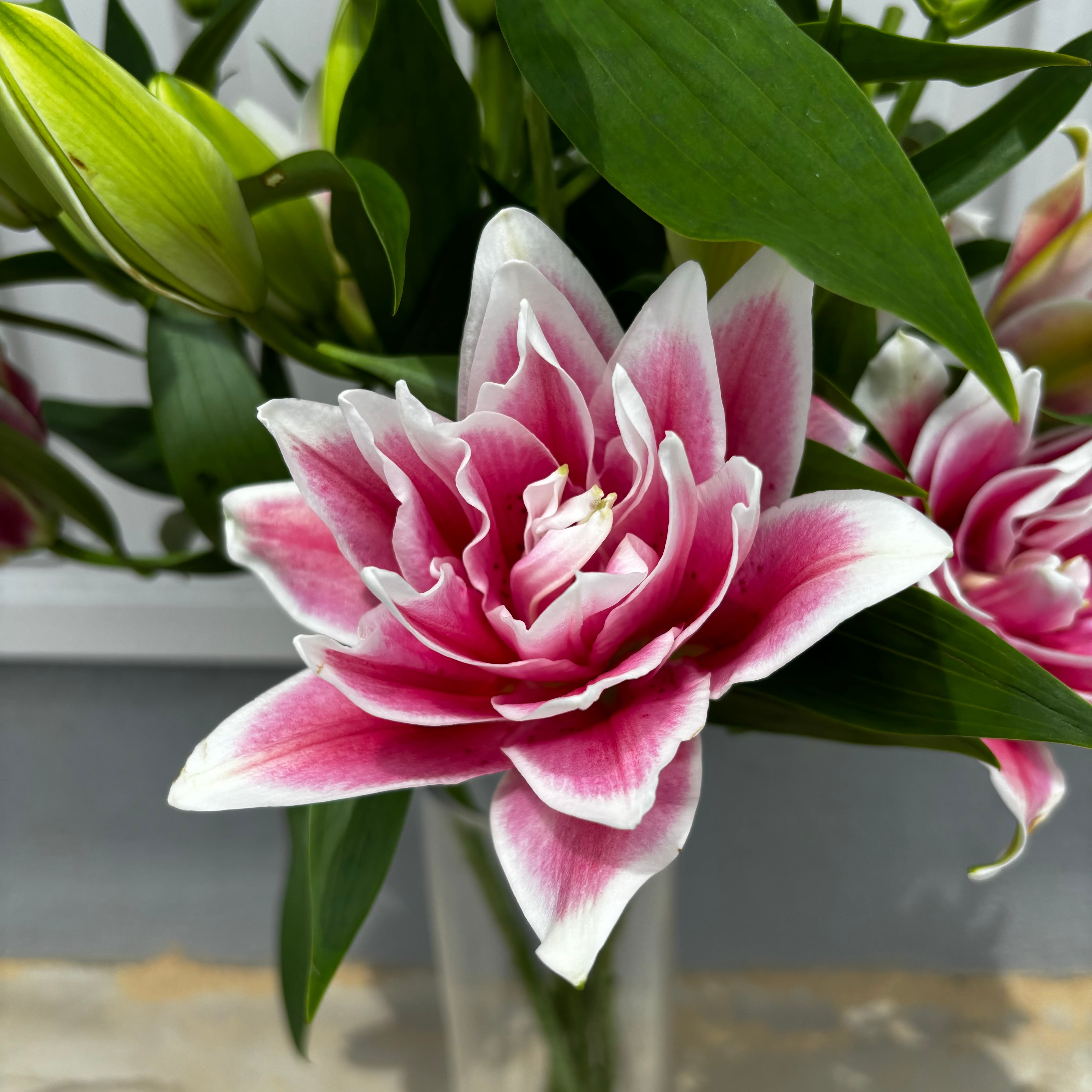 SALE | 新鮮お花問屋 Jp-Farmers.com