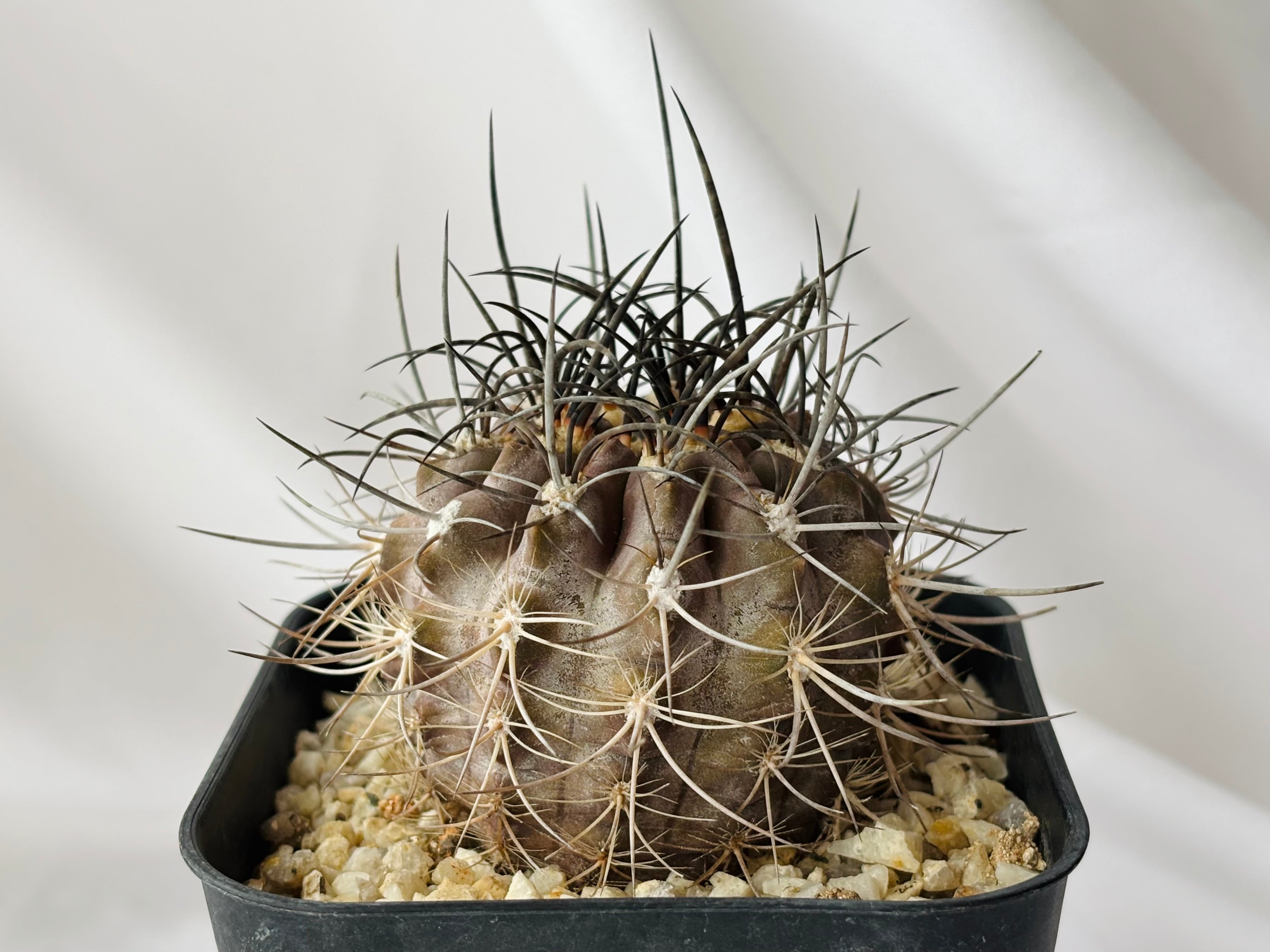 サボテンページ 65a1c68d3405fce6d93f617688333e