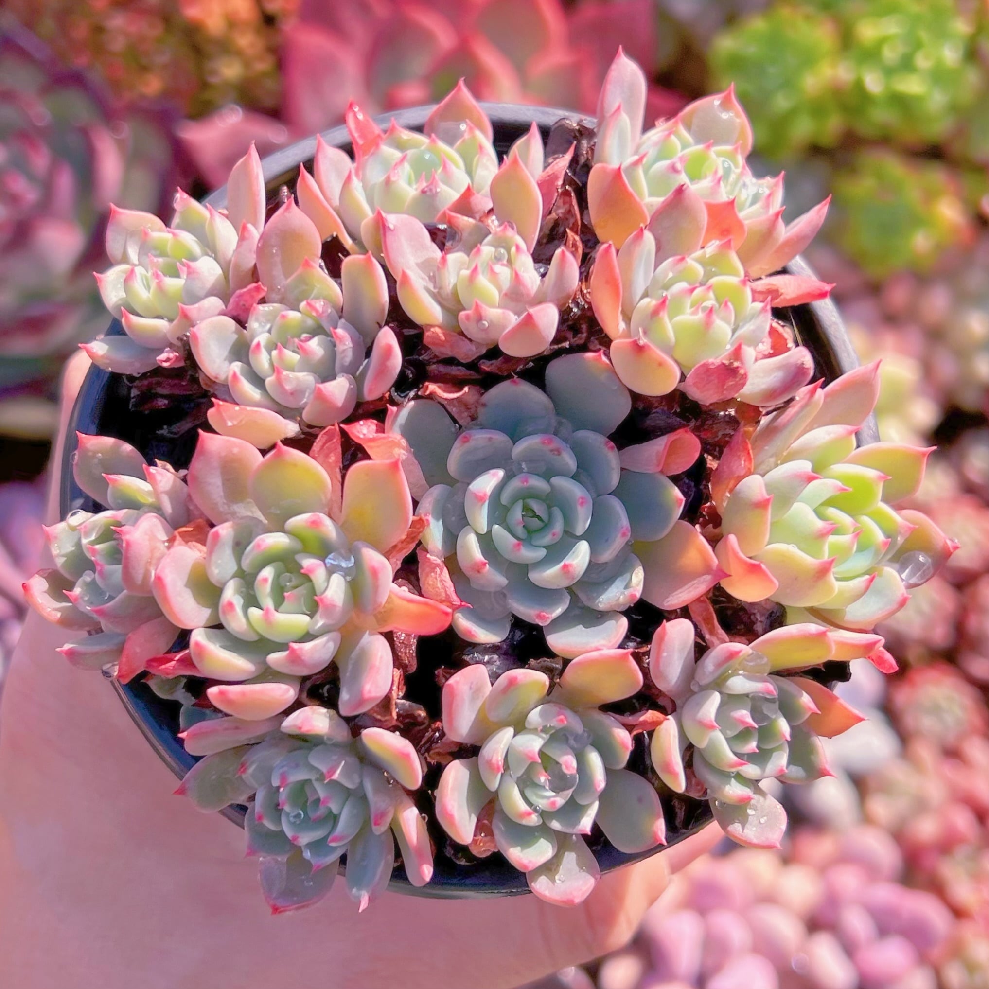 現品　七福美尼#549   古株   るる農園