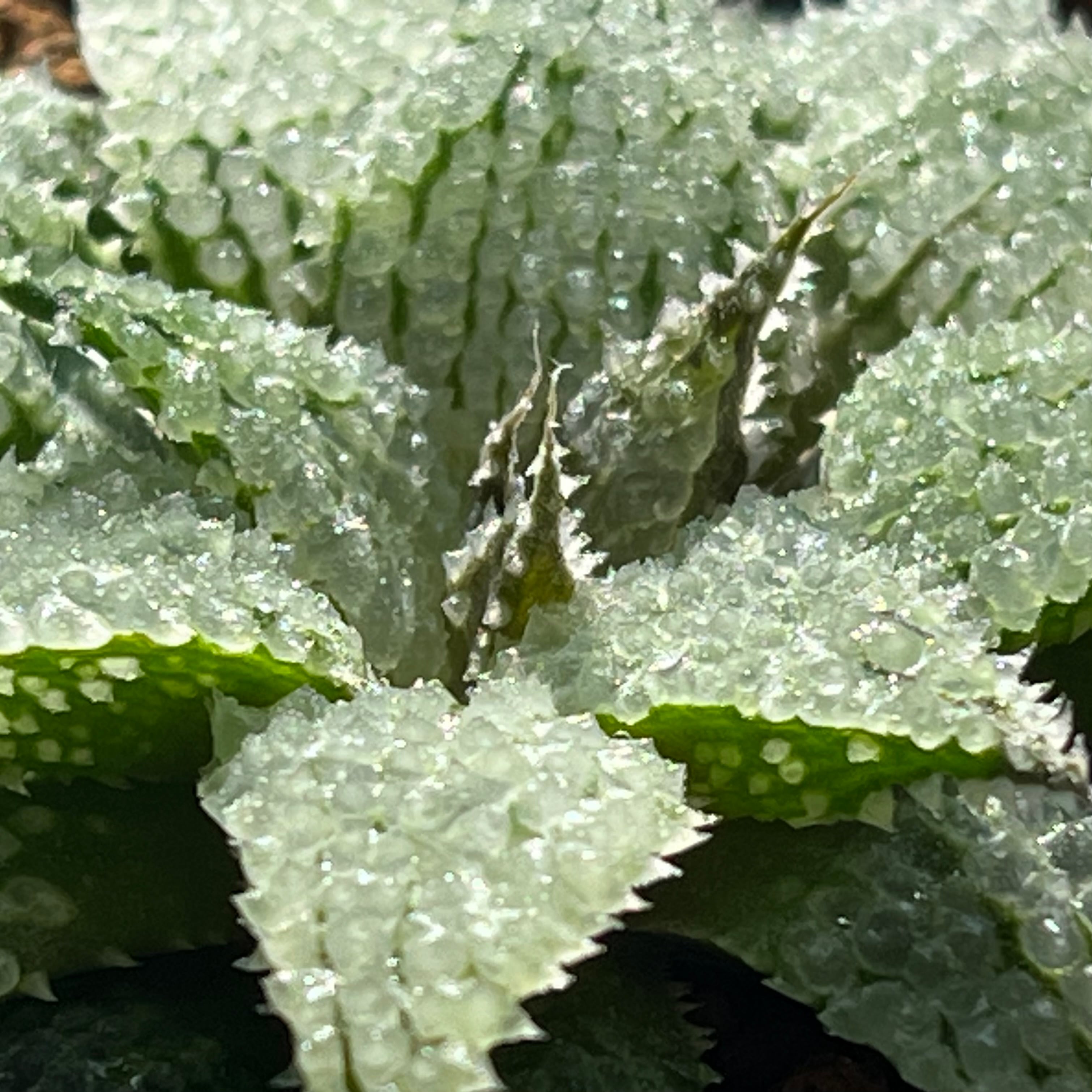ハオルチア スターズフェアリー ハオルチア スターズフェアリー | mocono_plants