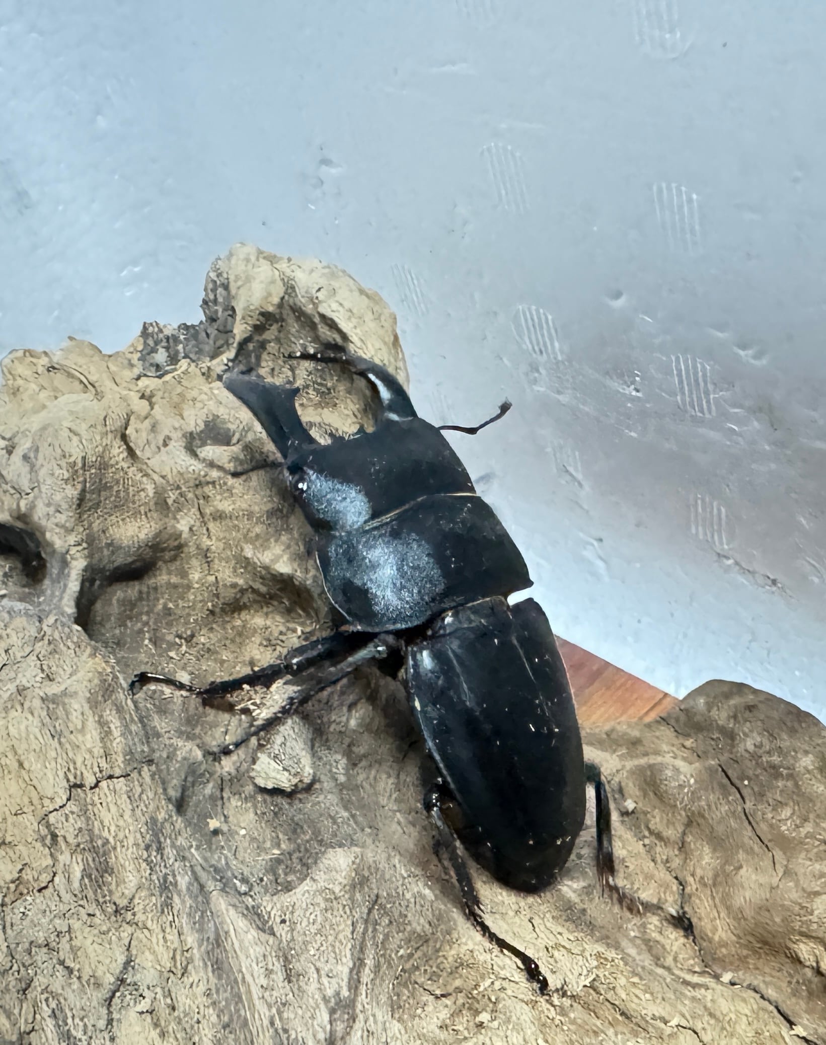 SALE【超特大】アマミヒラタクワガタ ペア 【採集禁止】WF | KUWAGATA