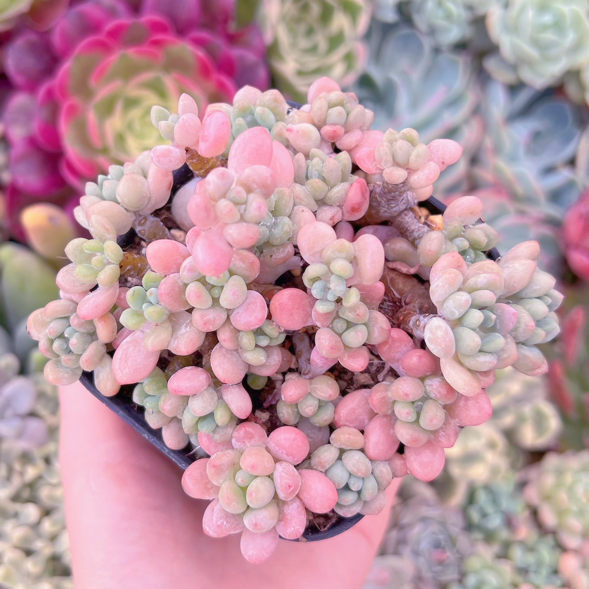 現品　ストロベリーミルク#A20　るる農園