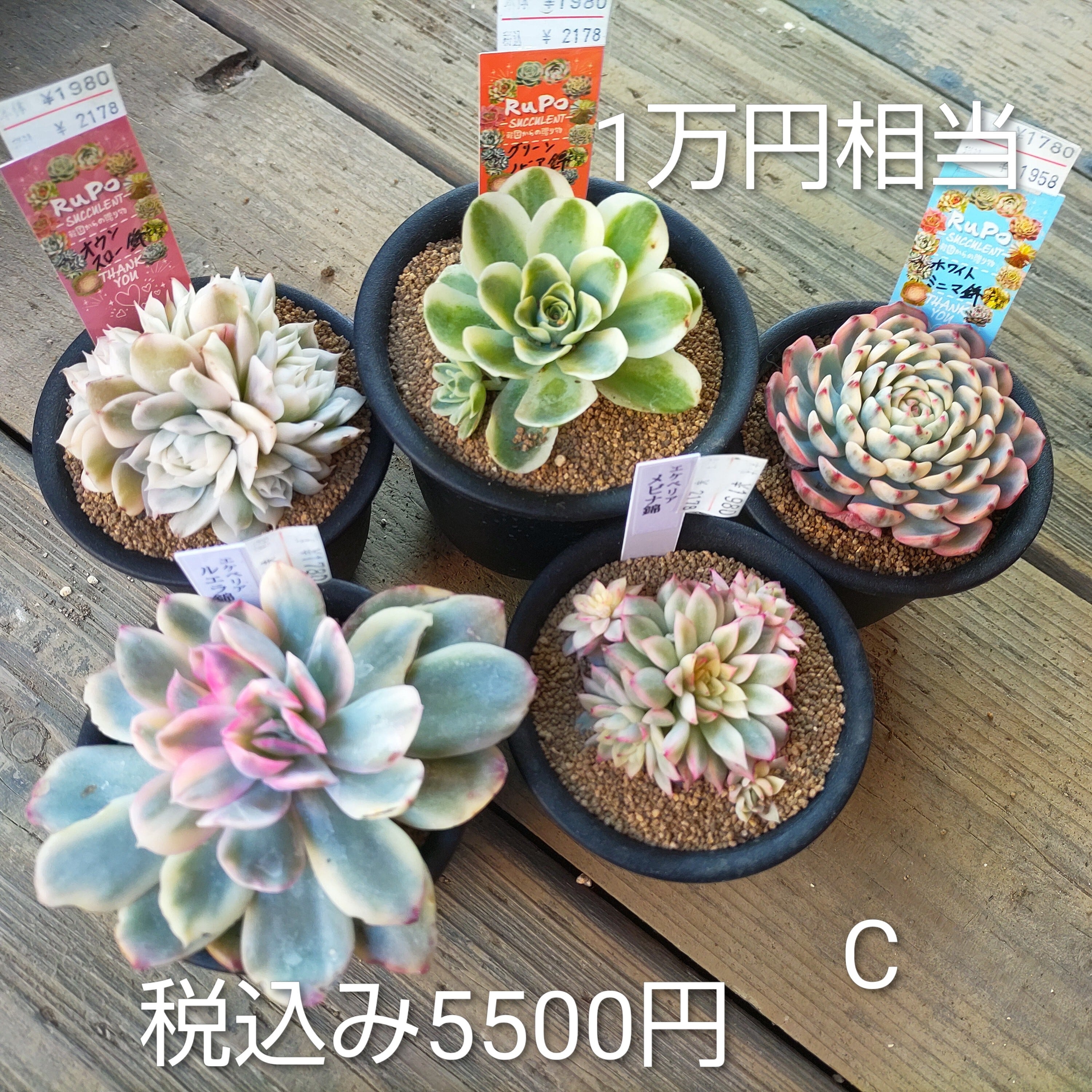 錦 | RuPo 多肉植物専門店