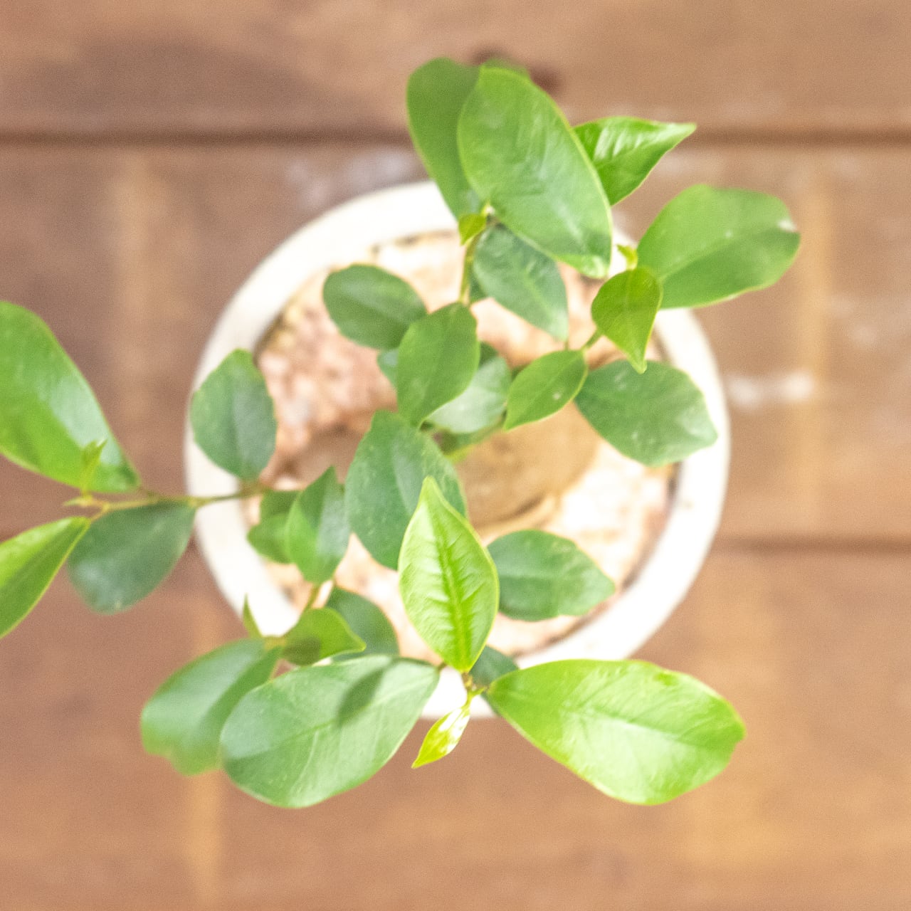 手づくりモルタル鉢仕立て 躍動感ある根形が魅力のガジュマル 根の健康を守る独自配合の用土を使用した一株ごとの厳選仕入れ個体■虫発生抑制【全国一律送料850円】