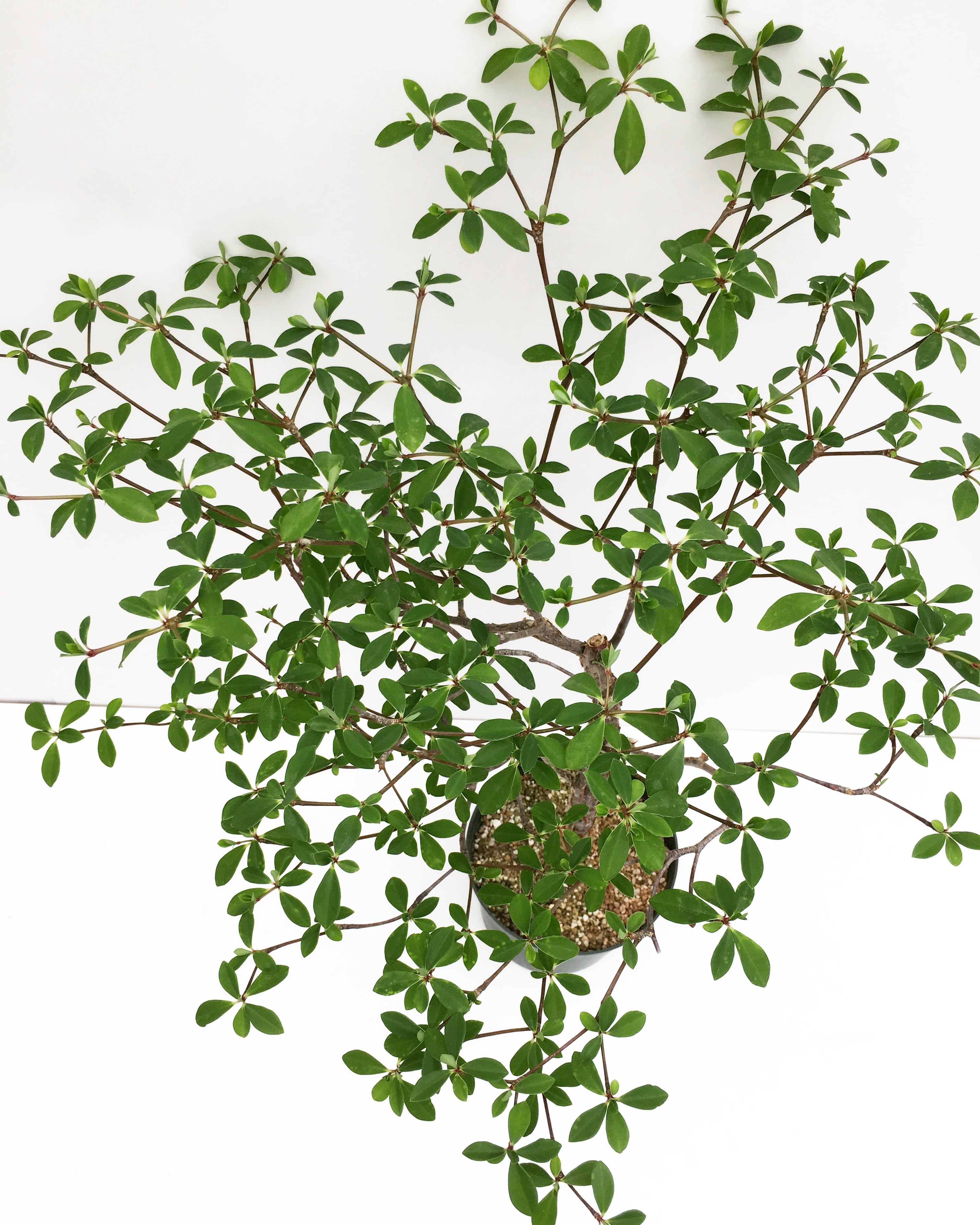 ユーフォルビア ウンブラクリフォルミス Euphorbia umbraculiformis 