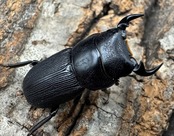 【WD】《ドルクスリンビン 27mm ♂♀♀トリオ》