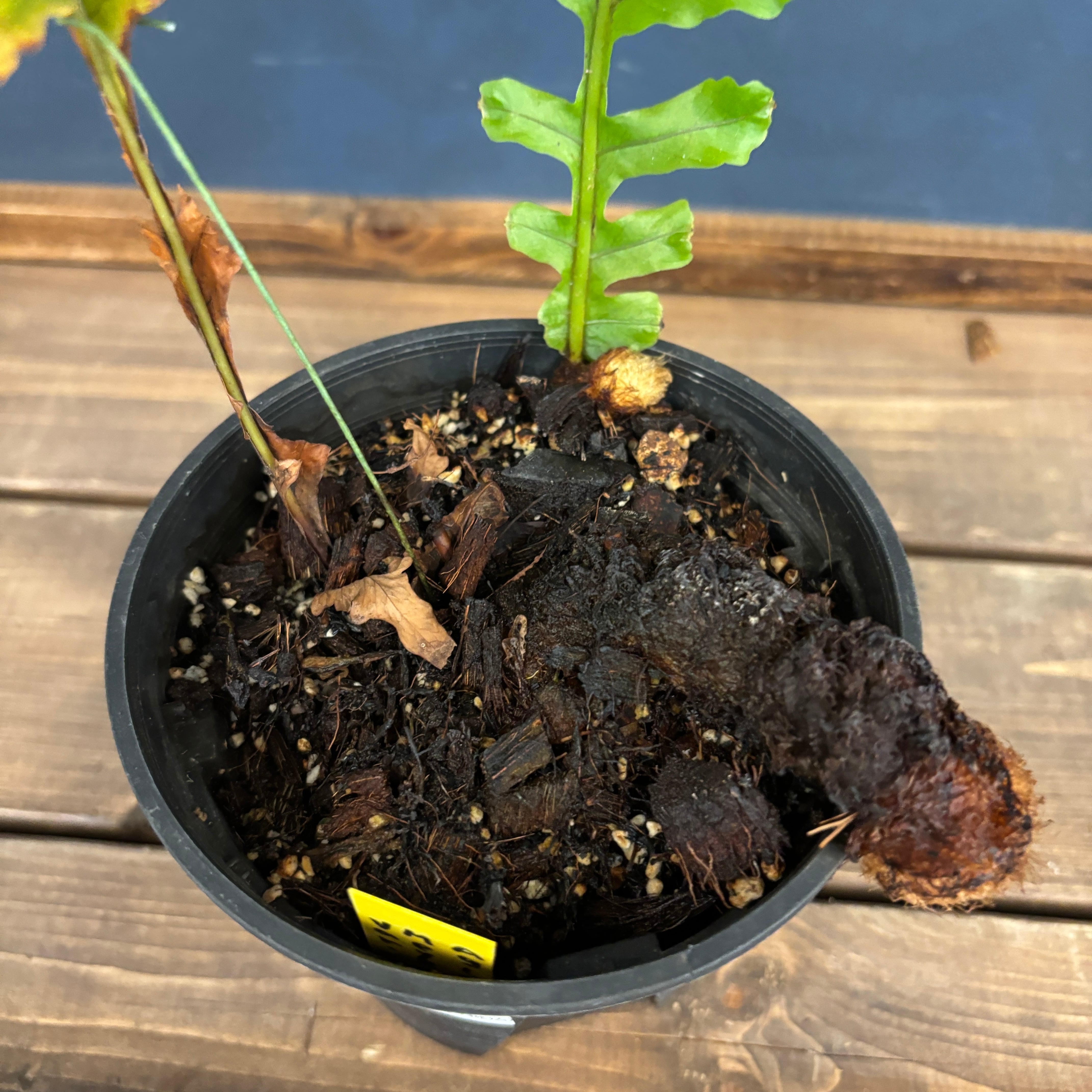 アグラオモルファ メイエニアナ クレステッド【71】 | PROTOLEAF