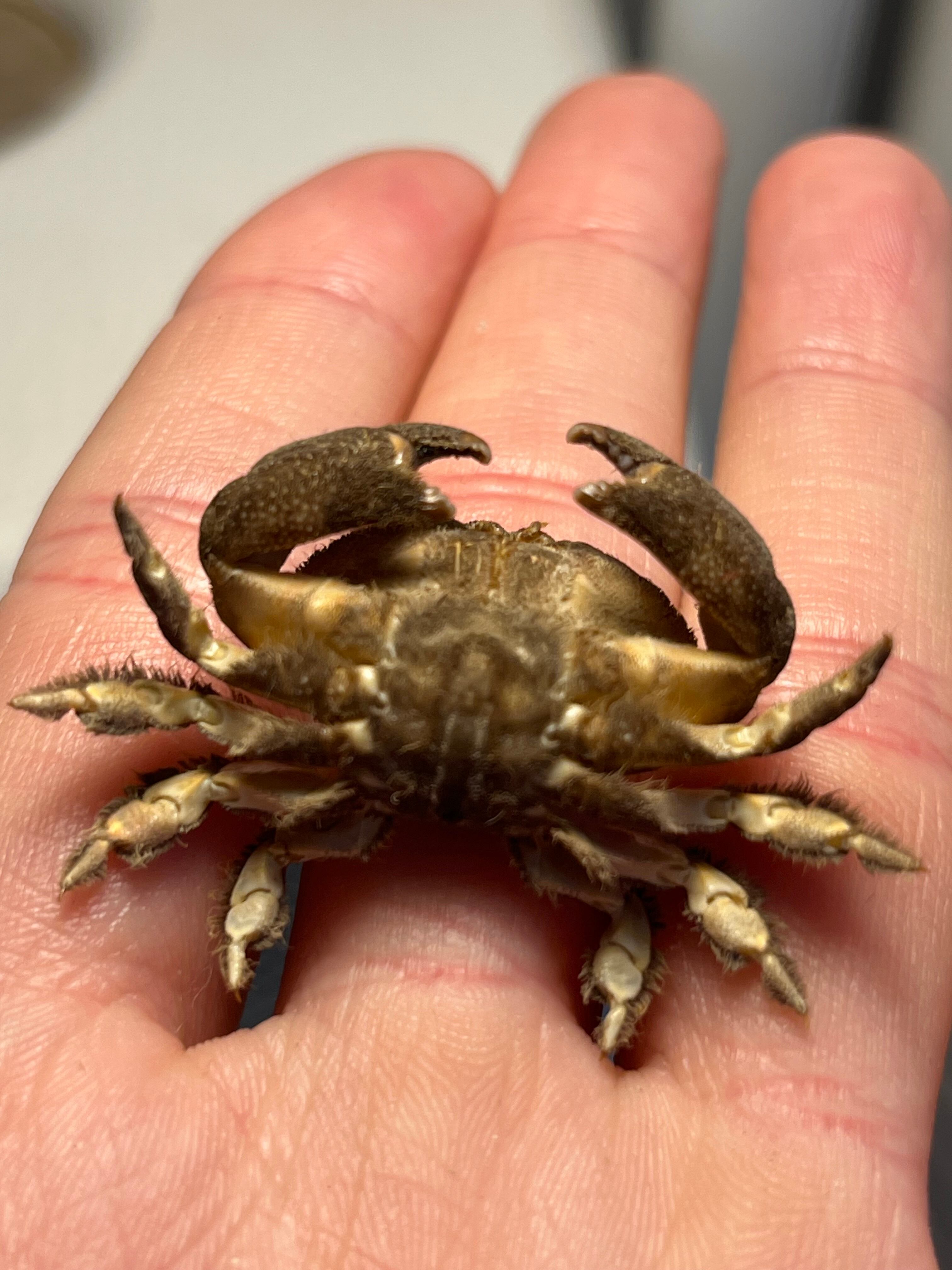 有毒蟹標本】ツブトゲオウギガニ 標本蟹甲殻類エビ蝦蛄タランチュラ