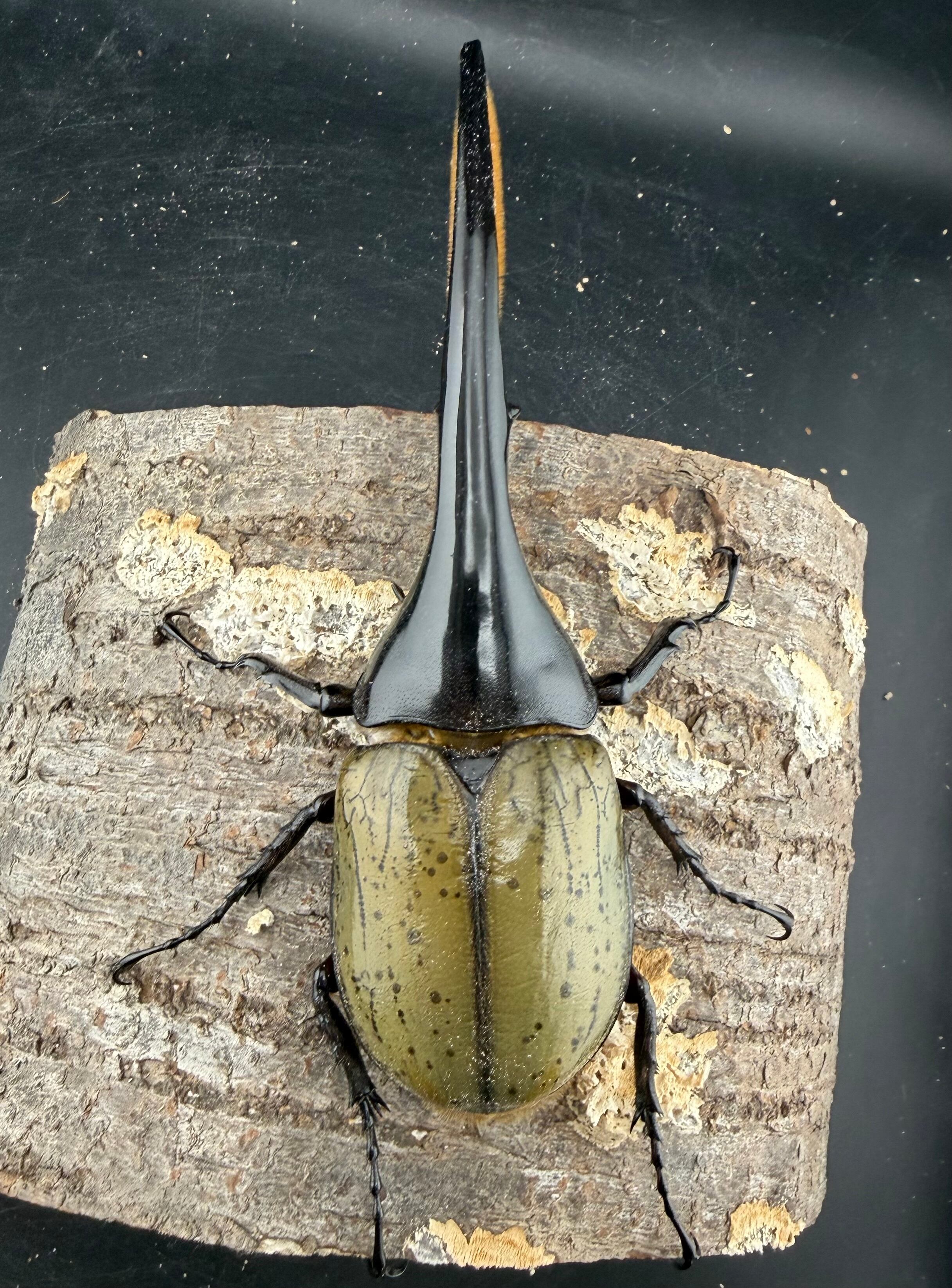 綺羅さま専用 ヘラクレスオオカブトメス成虫 ♀2匹 未後食 | VACHAMBER.COM