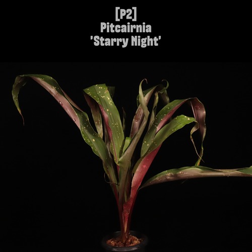 【reserved】Pitcairnia 'Starry Night'〔ピトカイルニア〕現品発送P2