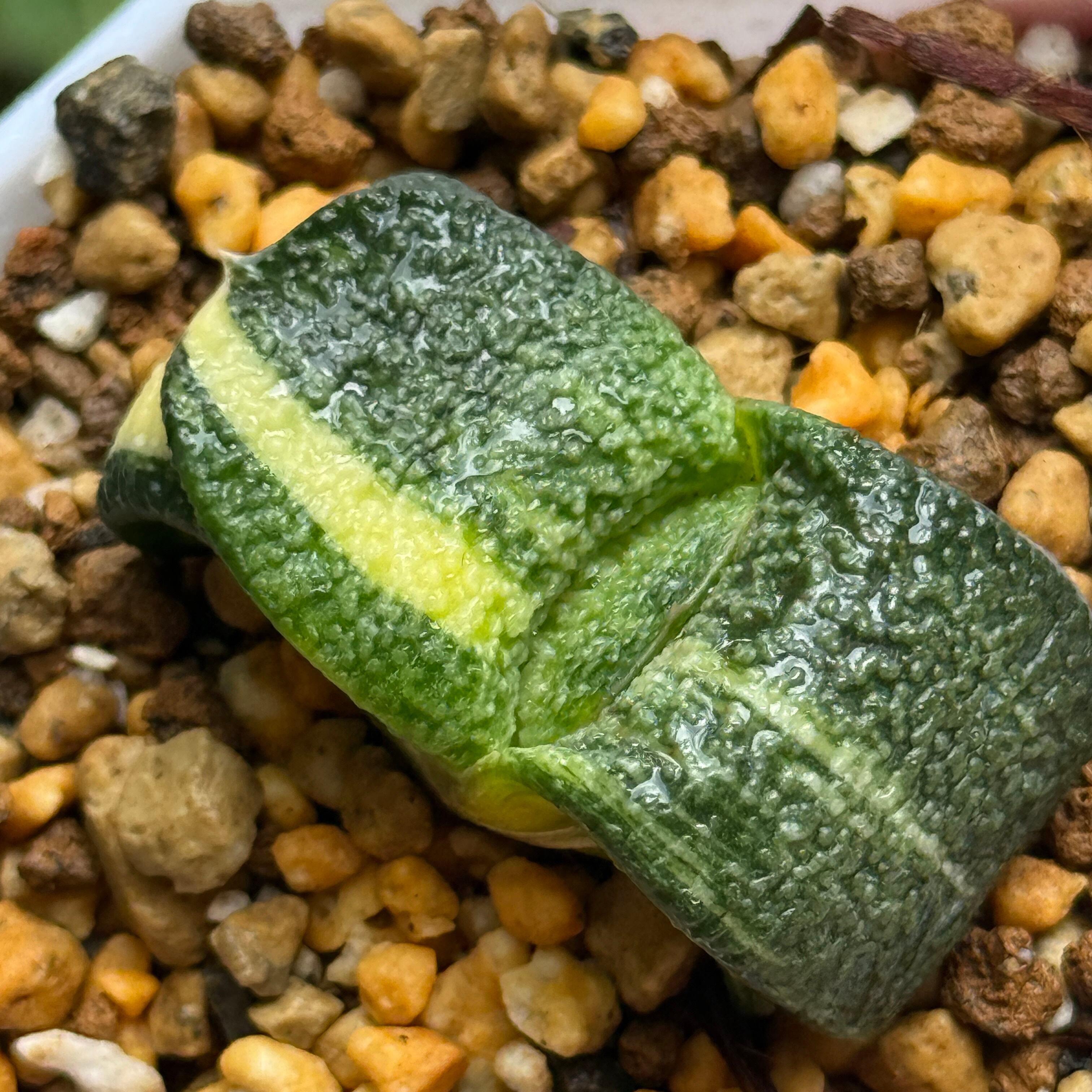 珍しいハオ楽園
