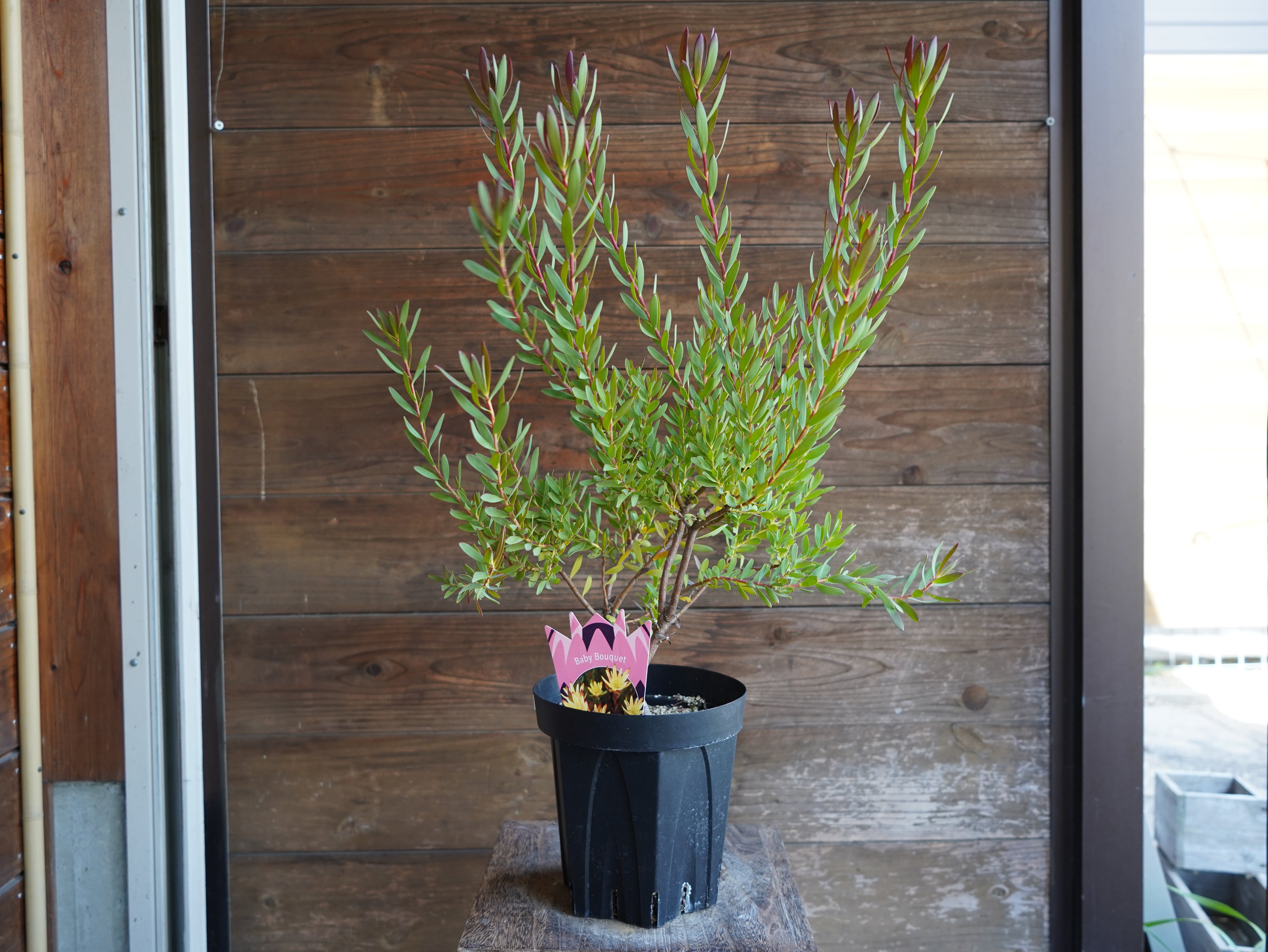 【現物】リューカデンドロン　”Baby Bouquet”　６号