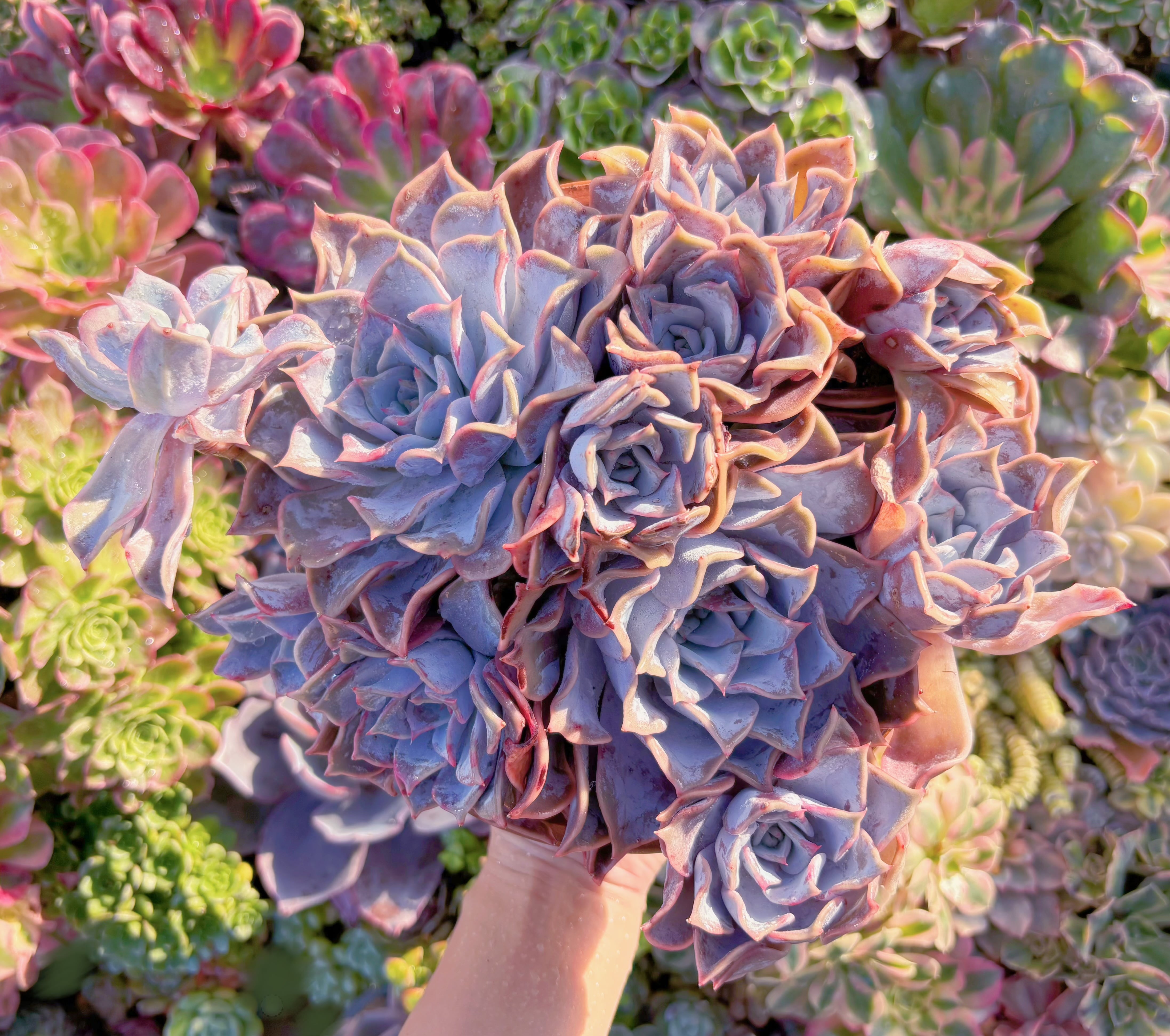 現品　Echeveria 'Lucila'#036　特大群生　新入荷　るる農園