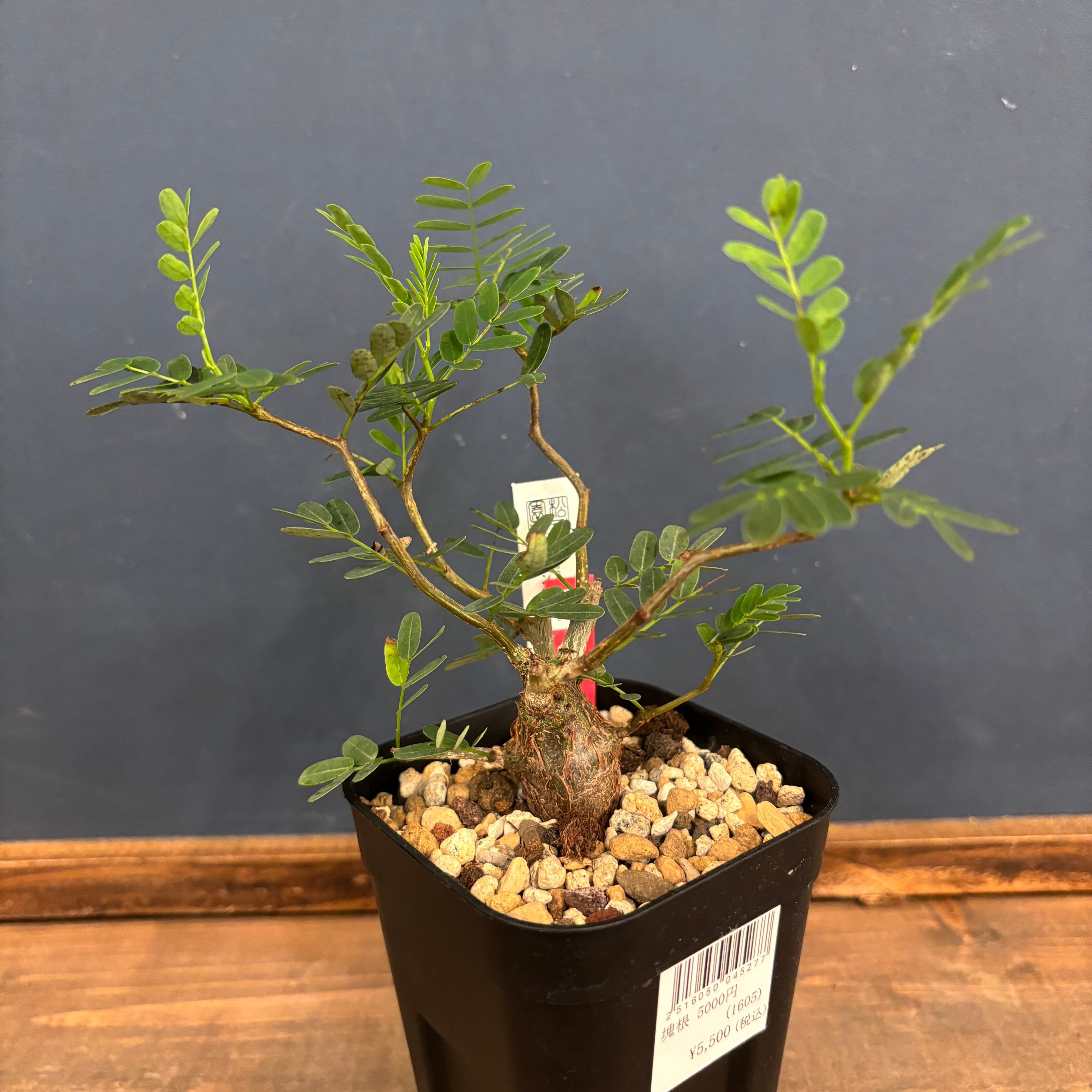 センナ メリディオナリス【623】