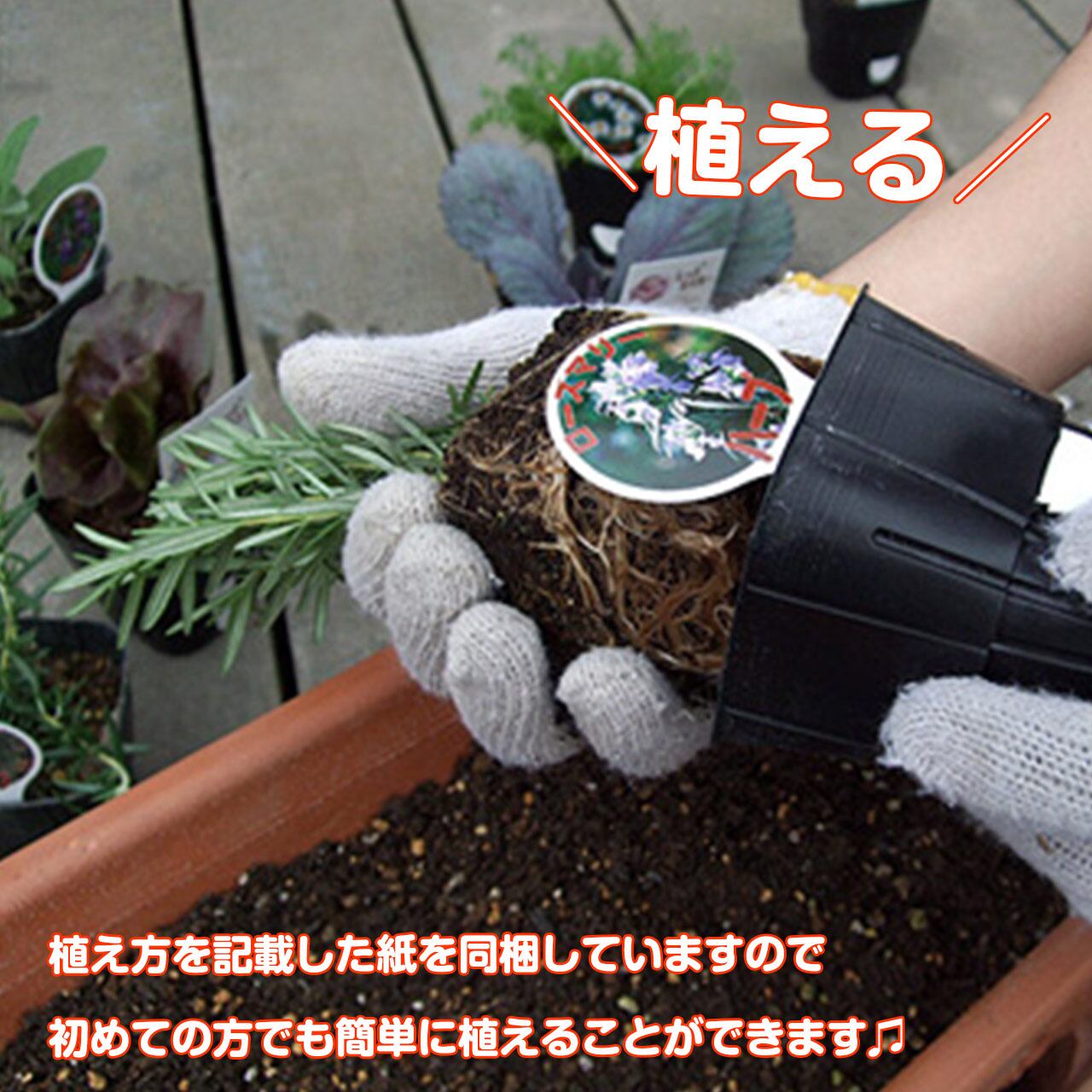 ハーブ 苗 10個 お試しセット | ハーブ苗のポタジェガーデン 本店