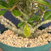 ドルステニア　ギガス【580】