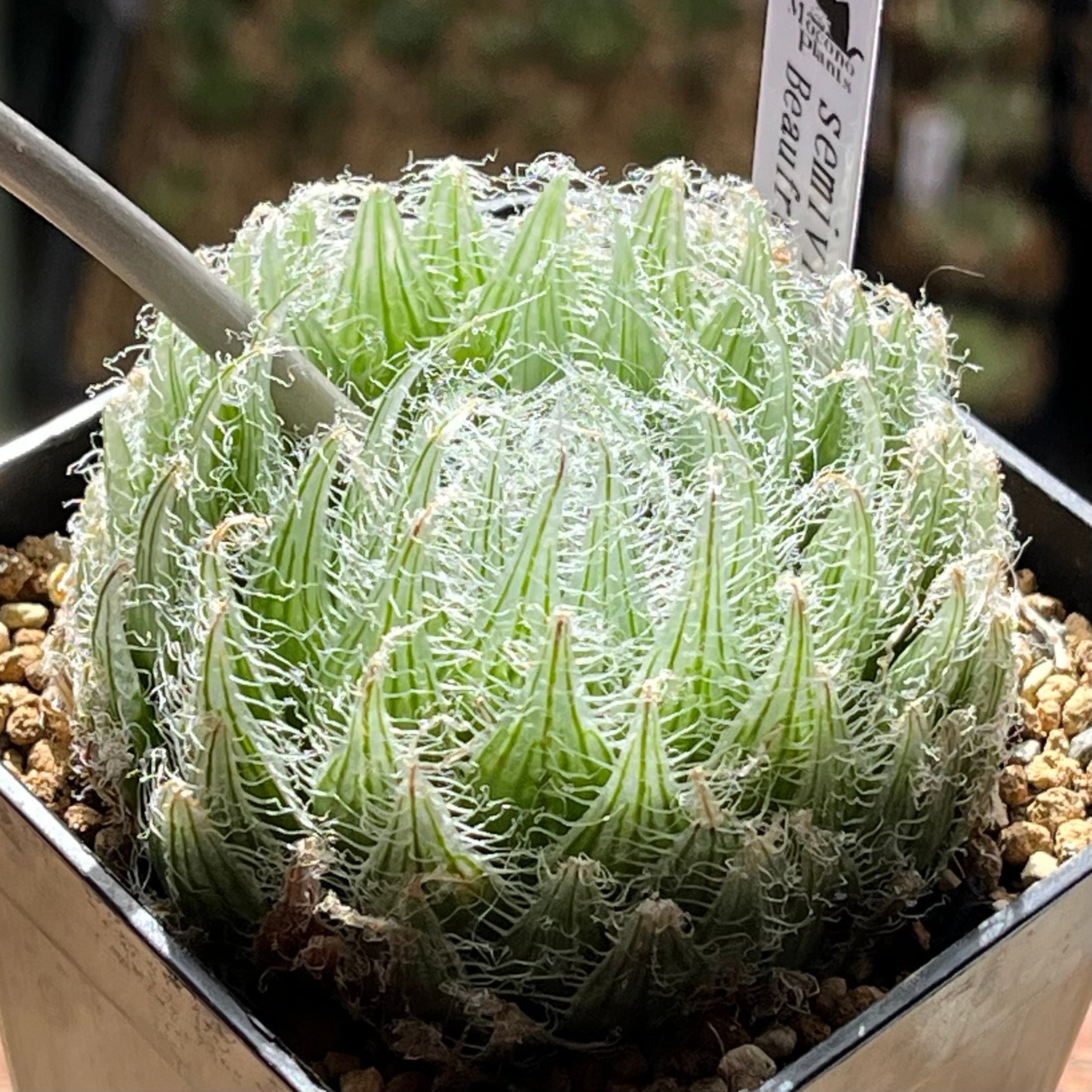 ハオルチア B型コンプトミュータント錦① | mocono_plants