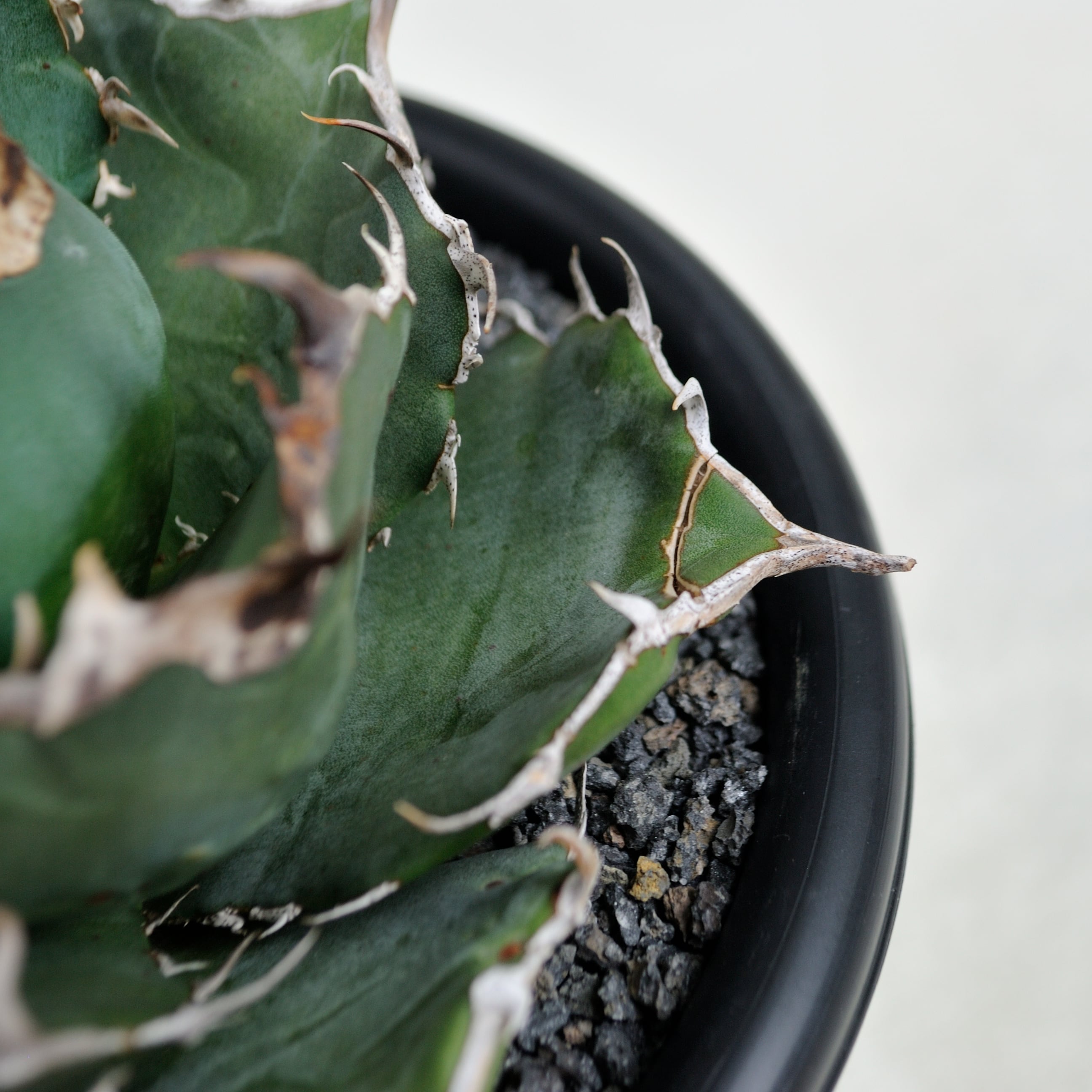 アガベ チタノタ 白鯨 中株 | Agave Rocon アガベ チタノタ 白鯨 中株 | Agave Rocon