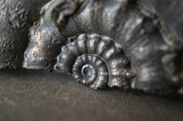 イギリス産黄鉄鉱化アンモナイト  Pyritized Ammonite 2313