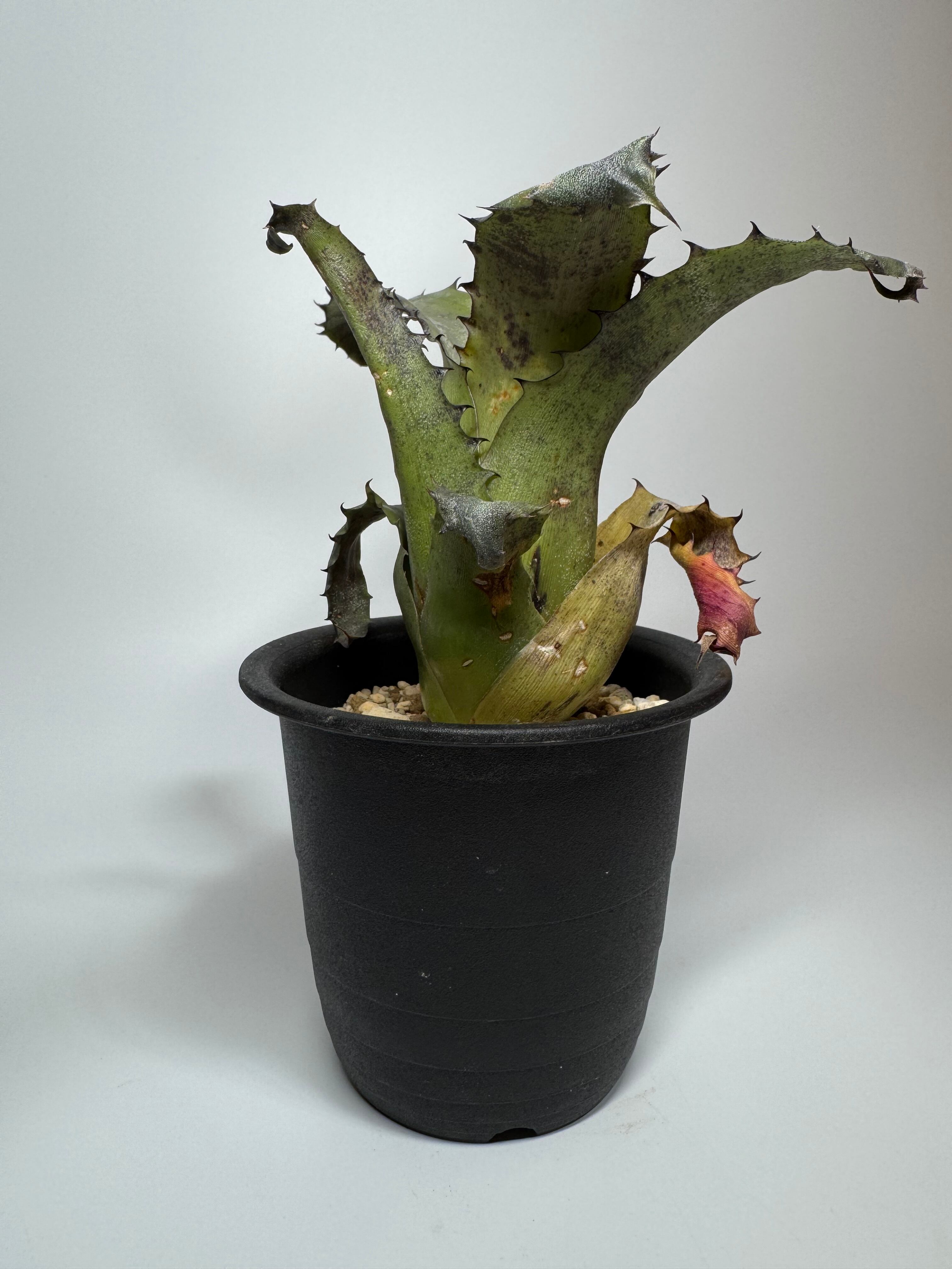 送料無料】Neoregelia 'Norman Bates' x 'Blushing Tiger