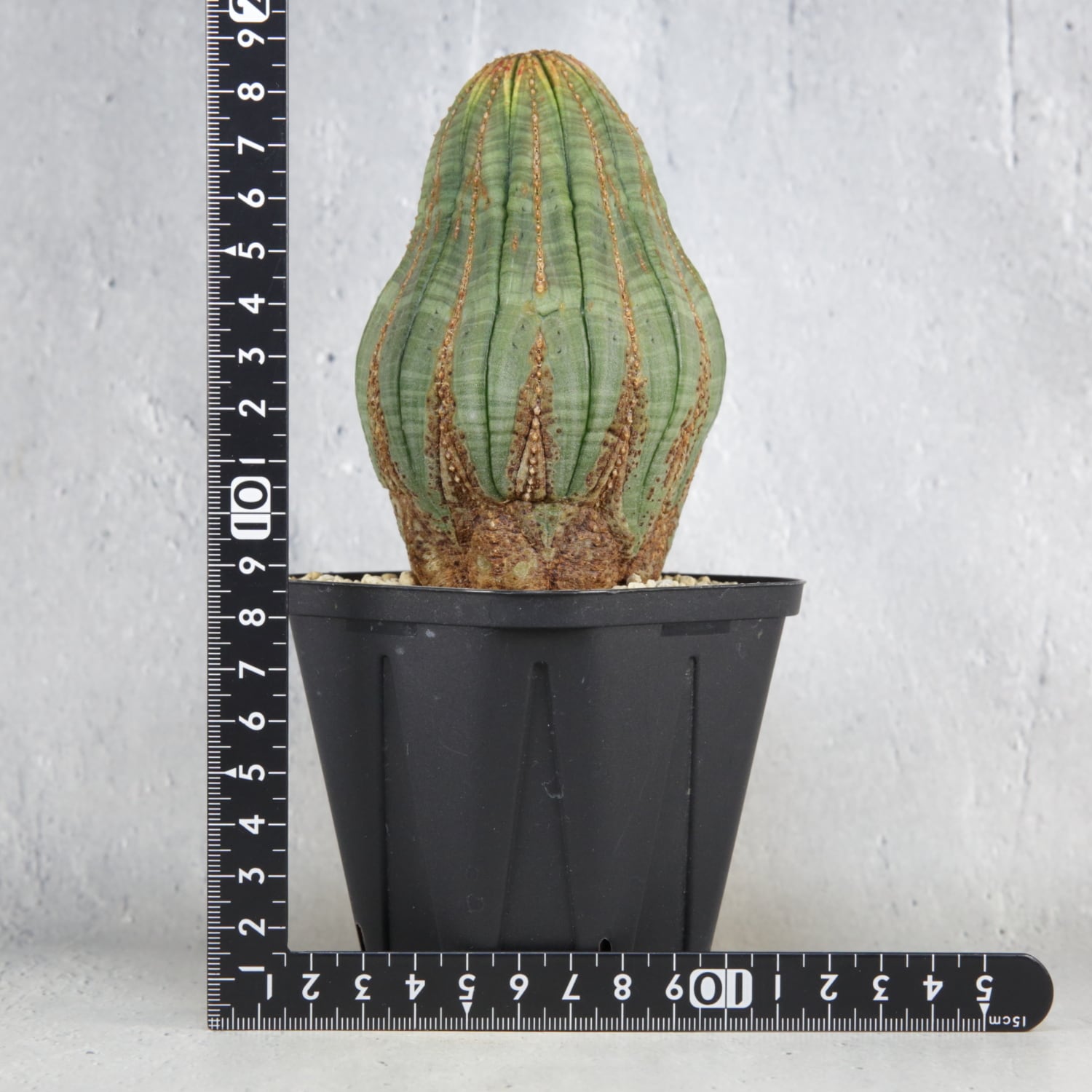 ユーフォルビア　オベサ　大株　瓢箪型　種つき 大株 7.5cm ひょうたん型 木質化 マウンテン オベサ