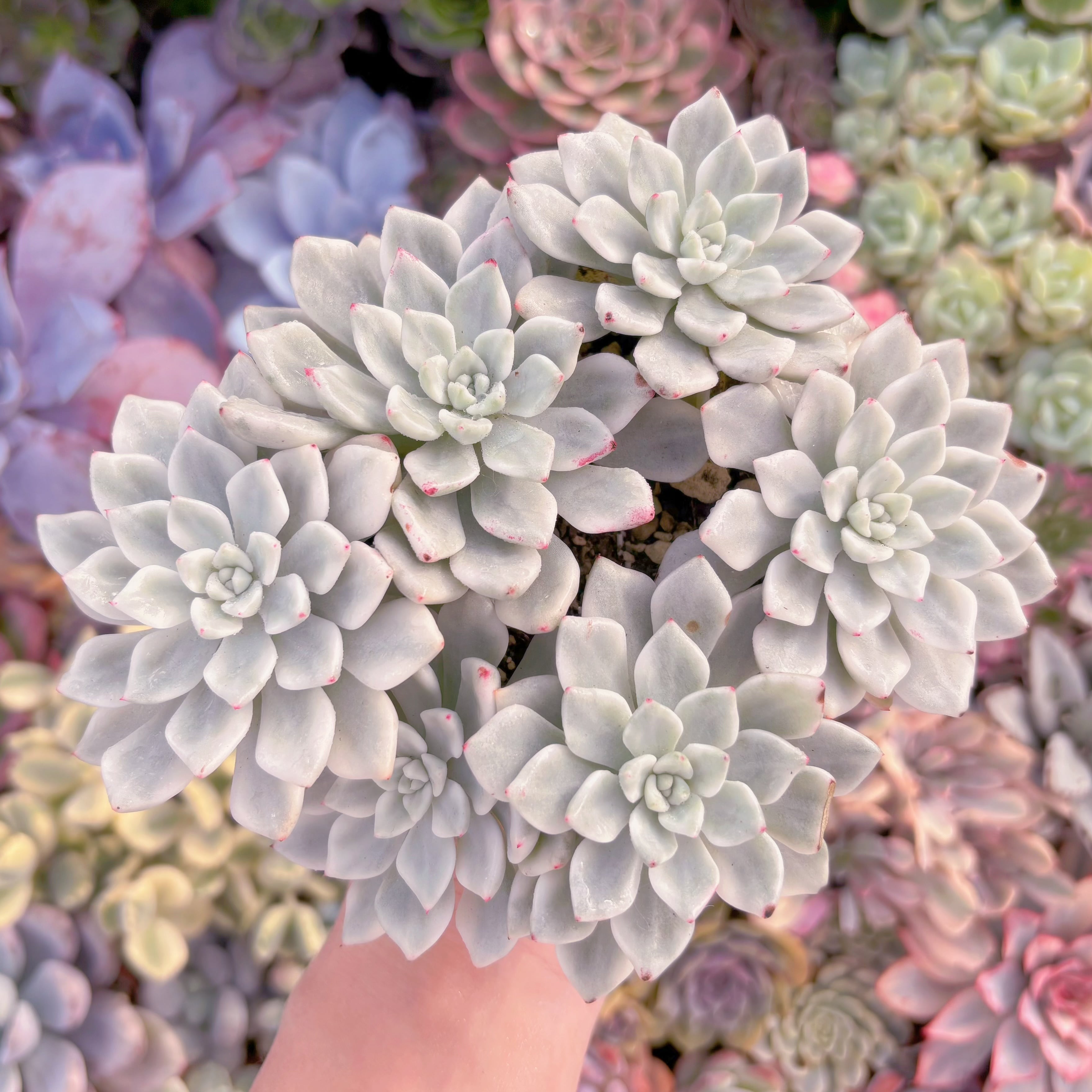 現品　雪の女王錦#701　大群生　るる農園