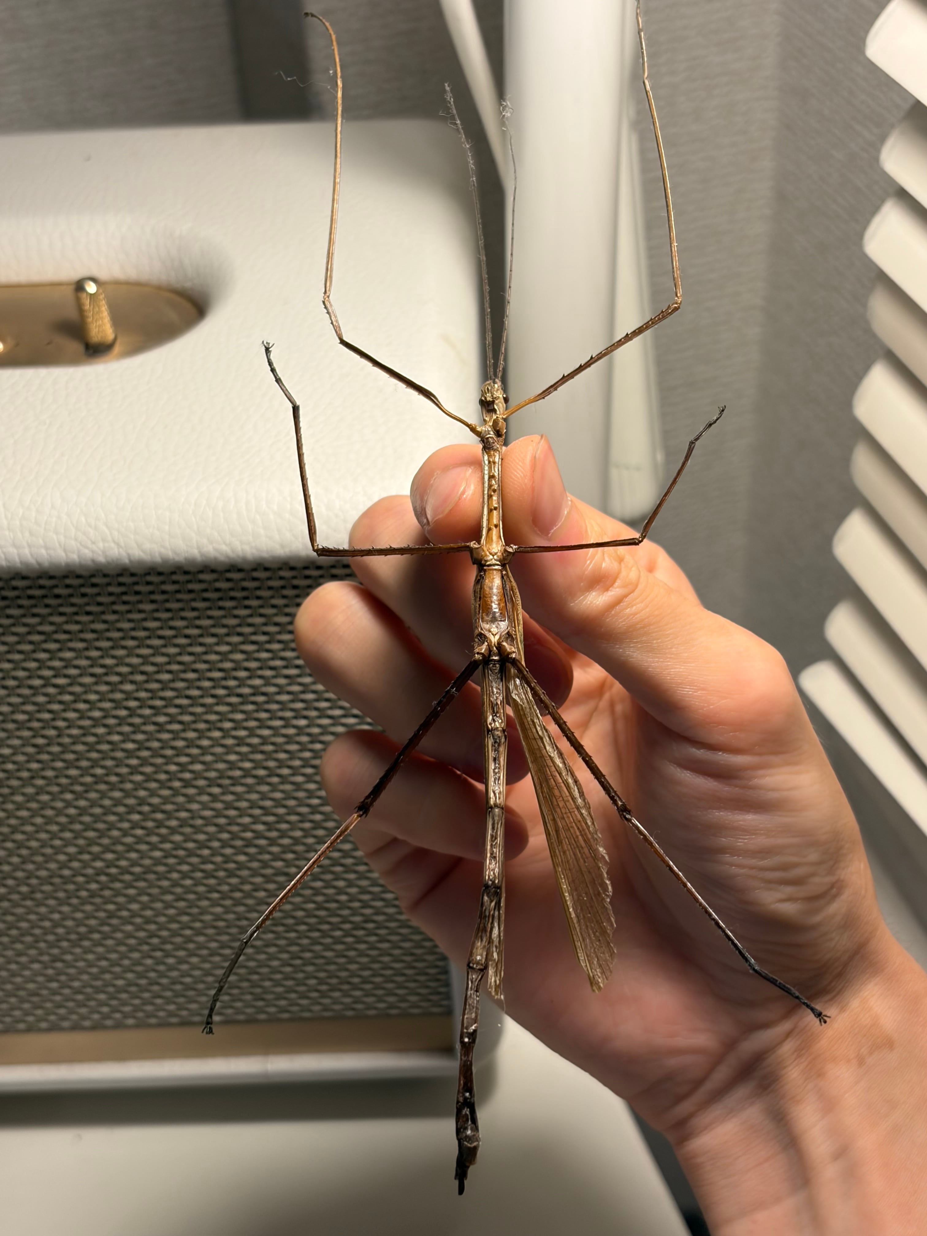 成虫♂】ウルフィングナナフシ コノハムシカマキリマンティスコロギス