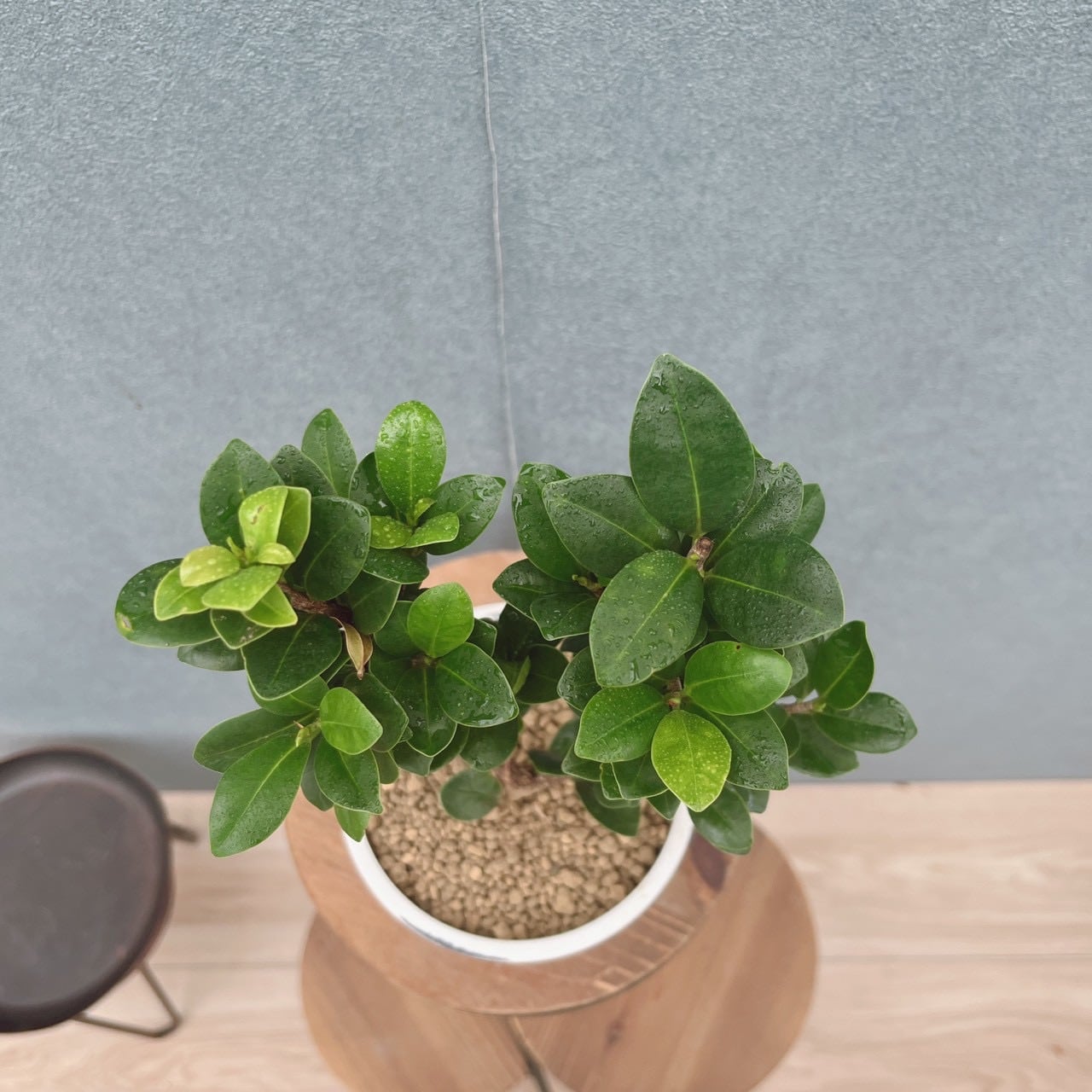 現品］【希少】1番 オキナワコバガジュマル 4号 観葉植物 室内 レア