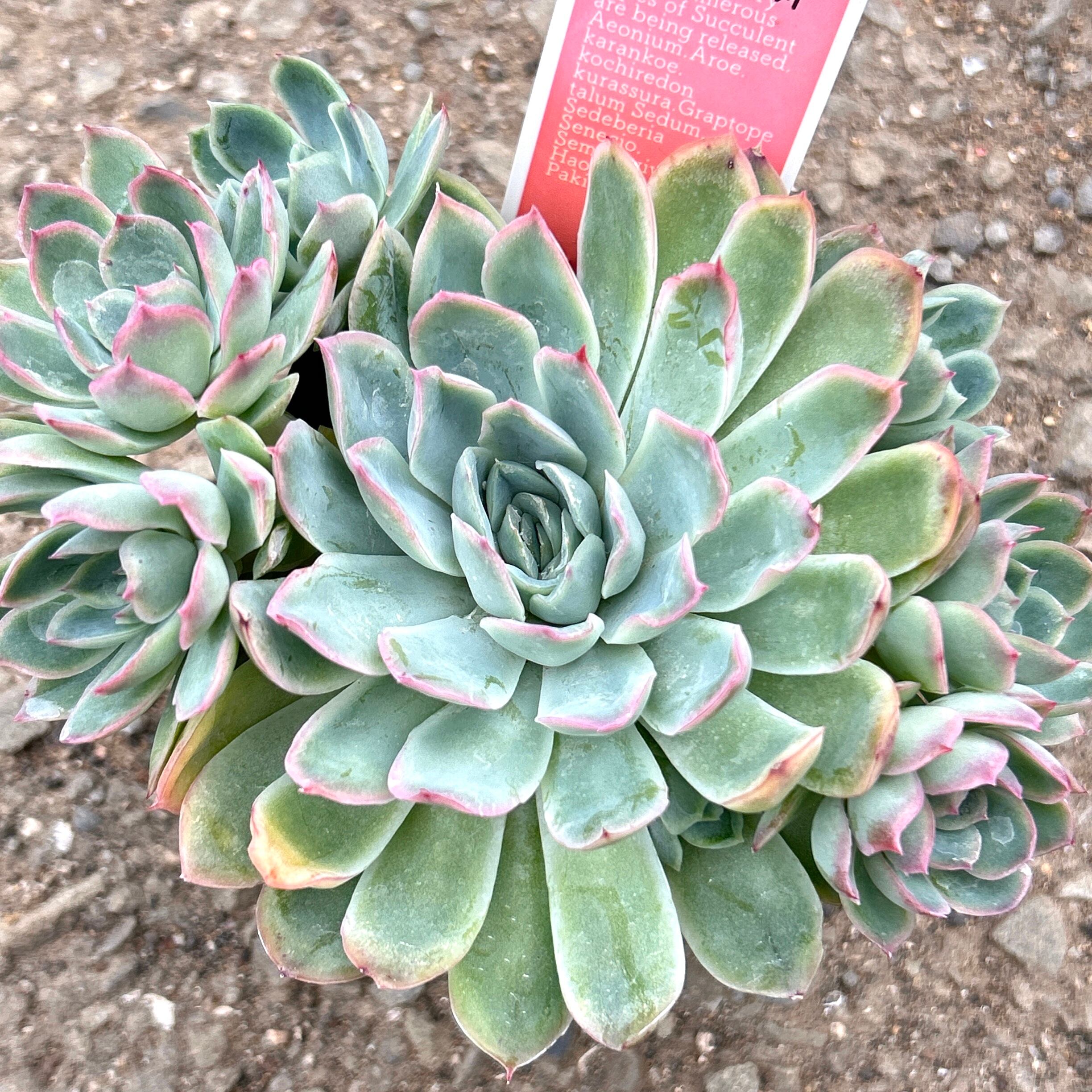 ラズベリーアイス×パープルバタフライ | RuPo 多肉植物専門店