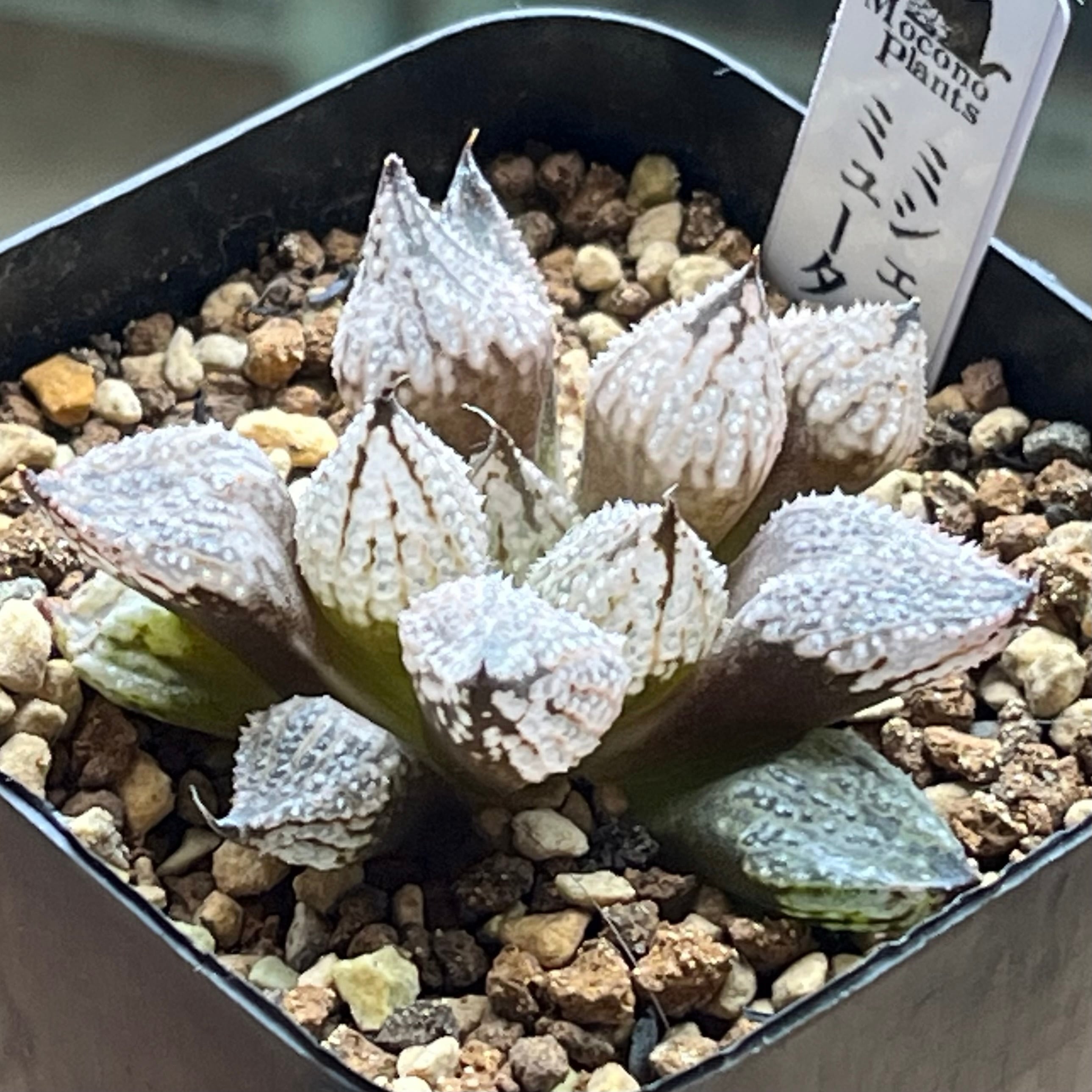 mocono_plants