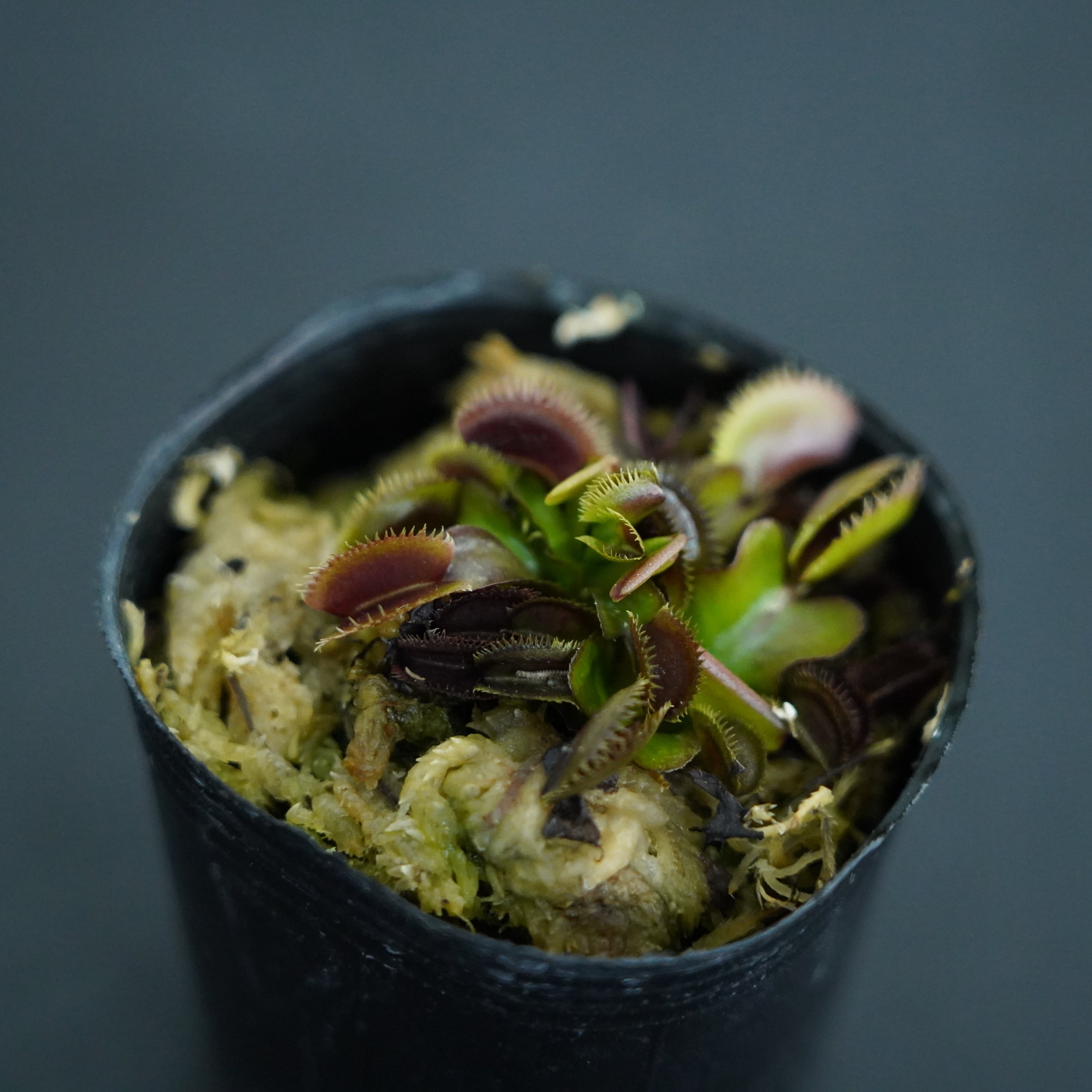 ハエトリソウ 'Red Piranha'【食虫植物】 苔テラリウム作製用素材 | 苔