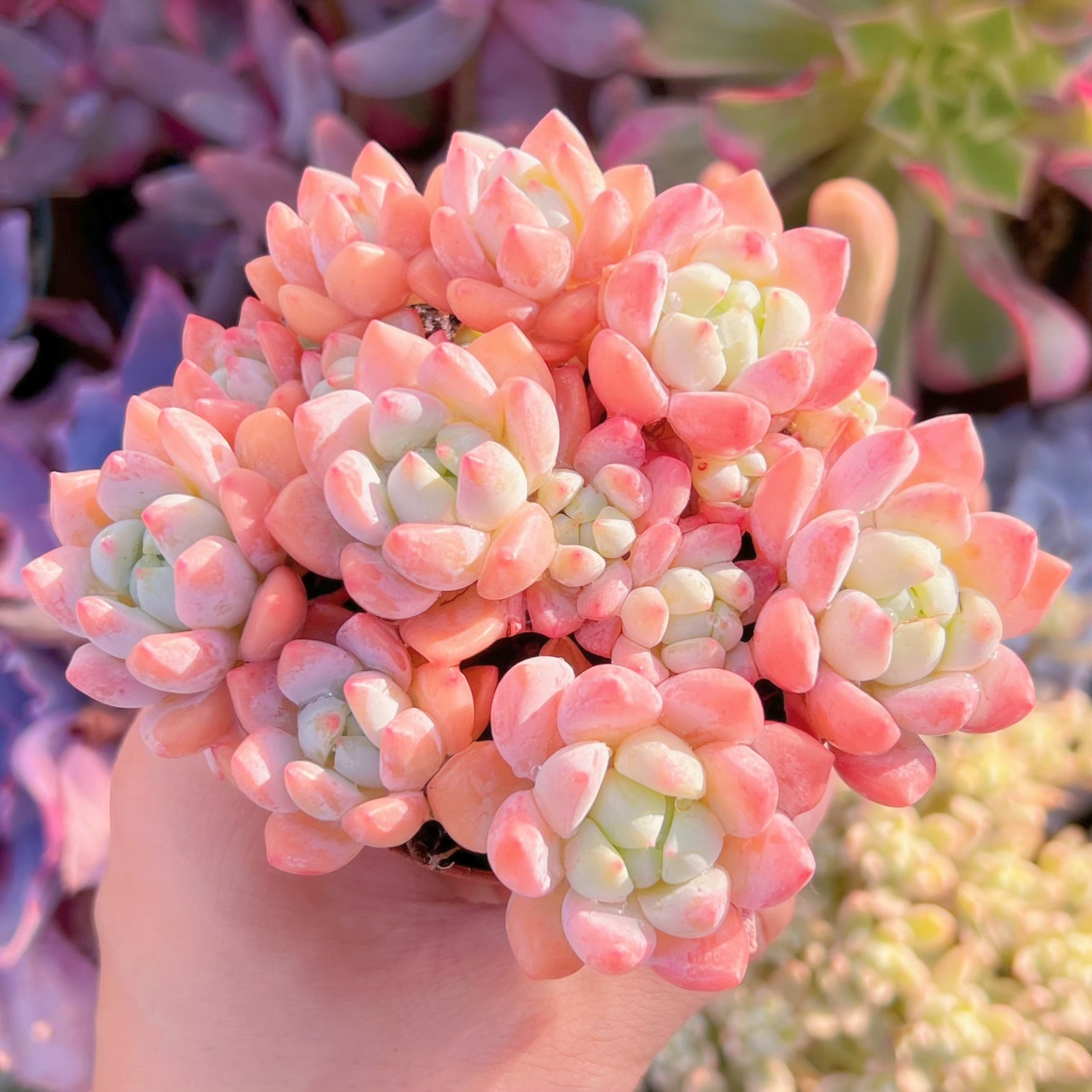 現品　プロリフェラxラウル#254   るる農園