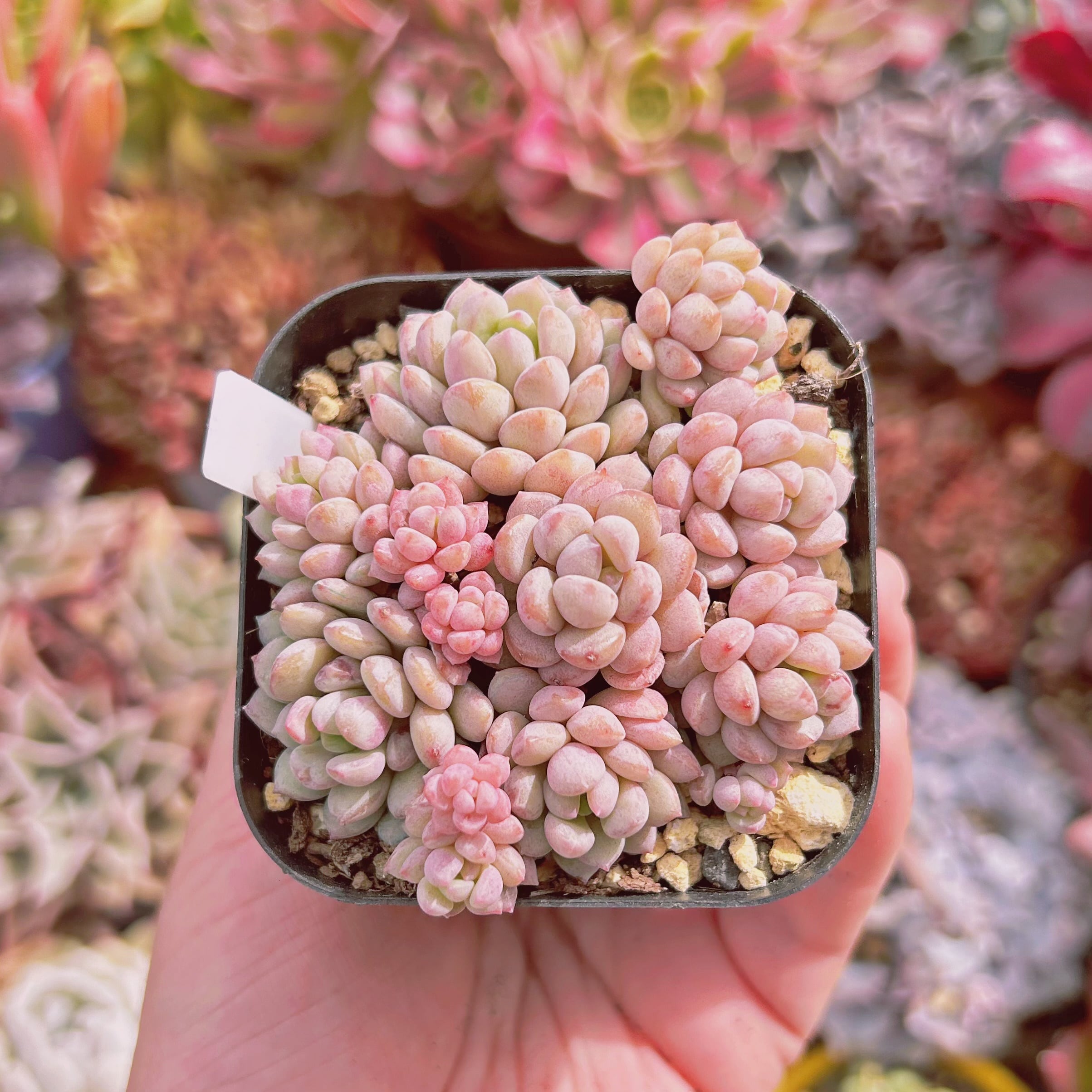 #852現物　多肉植物　萌豆　鉢のまま発送