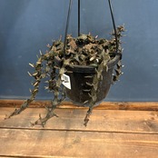 セロぺギア ボッセリ【1058】