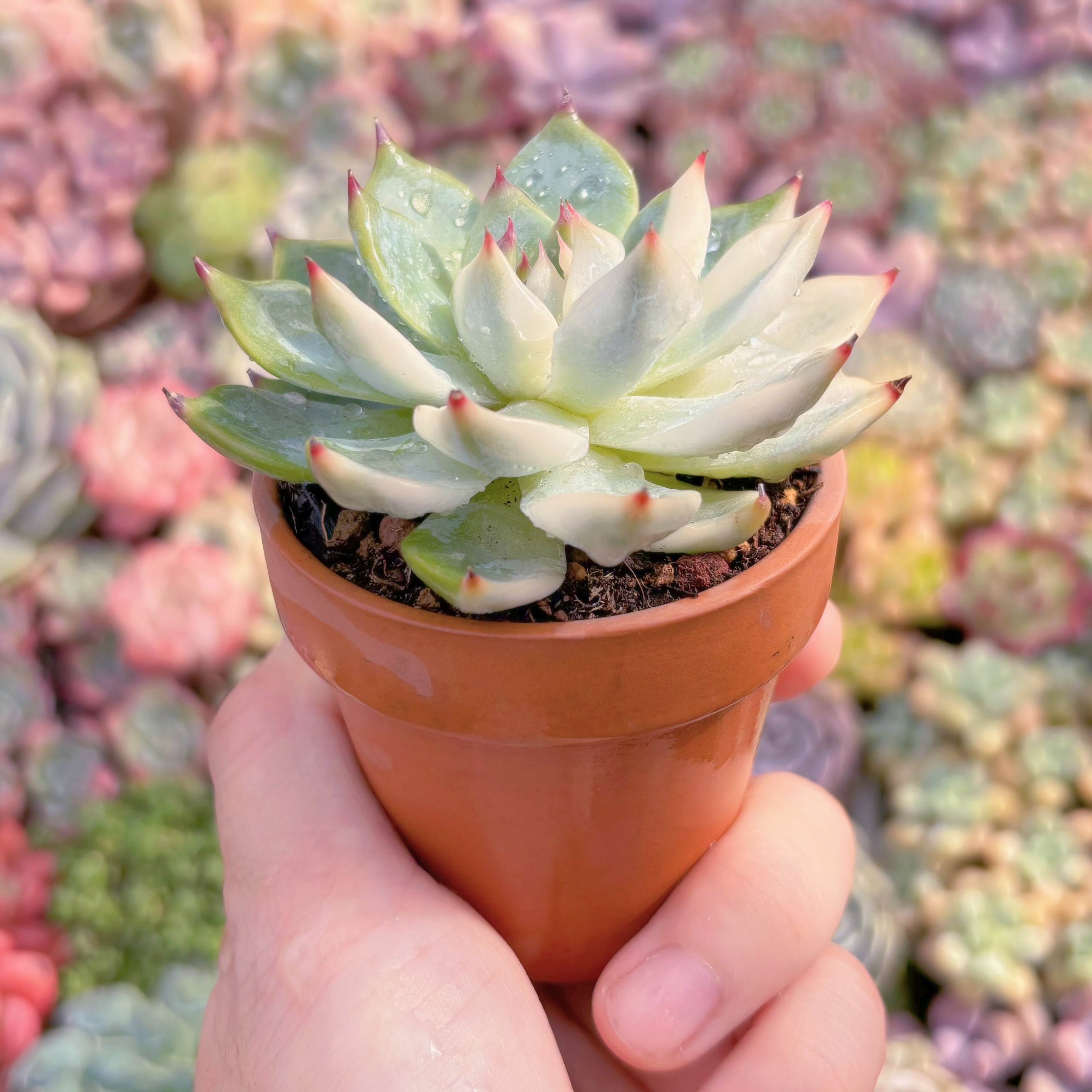 多肉植物 チワワ錦 新入荷 るる農園 | るる農園~多肉植物専門