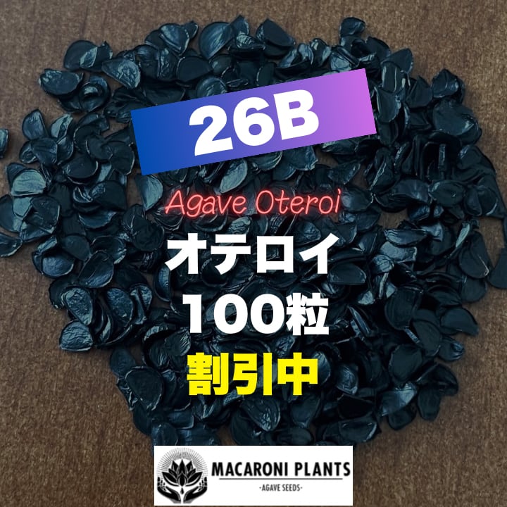 アガベ テキラーナ 種子 100粒 Agave tequilana | MACARONI PLANTS
