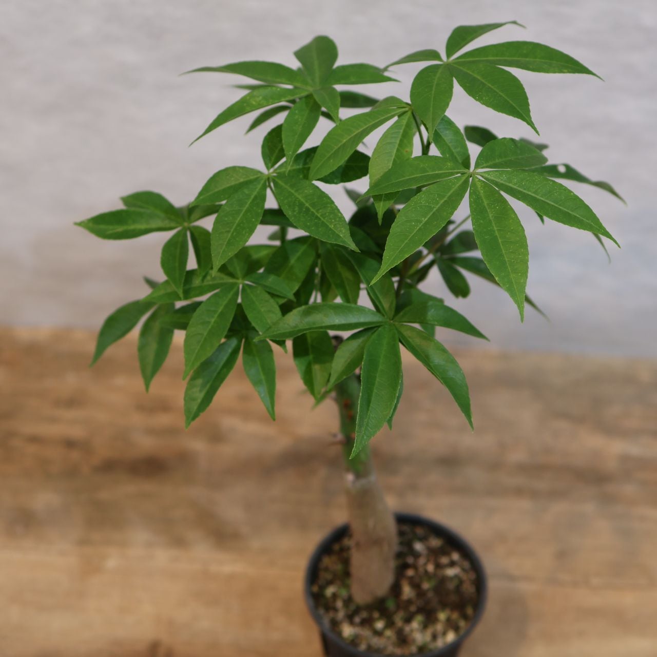 307 この幹、ただ者じゃない『トックリキワタ』観葉植物 【送料無料