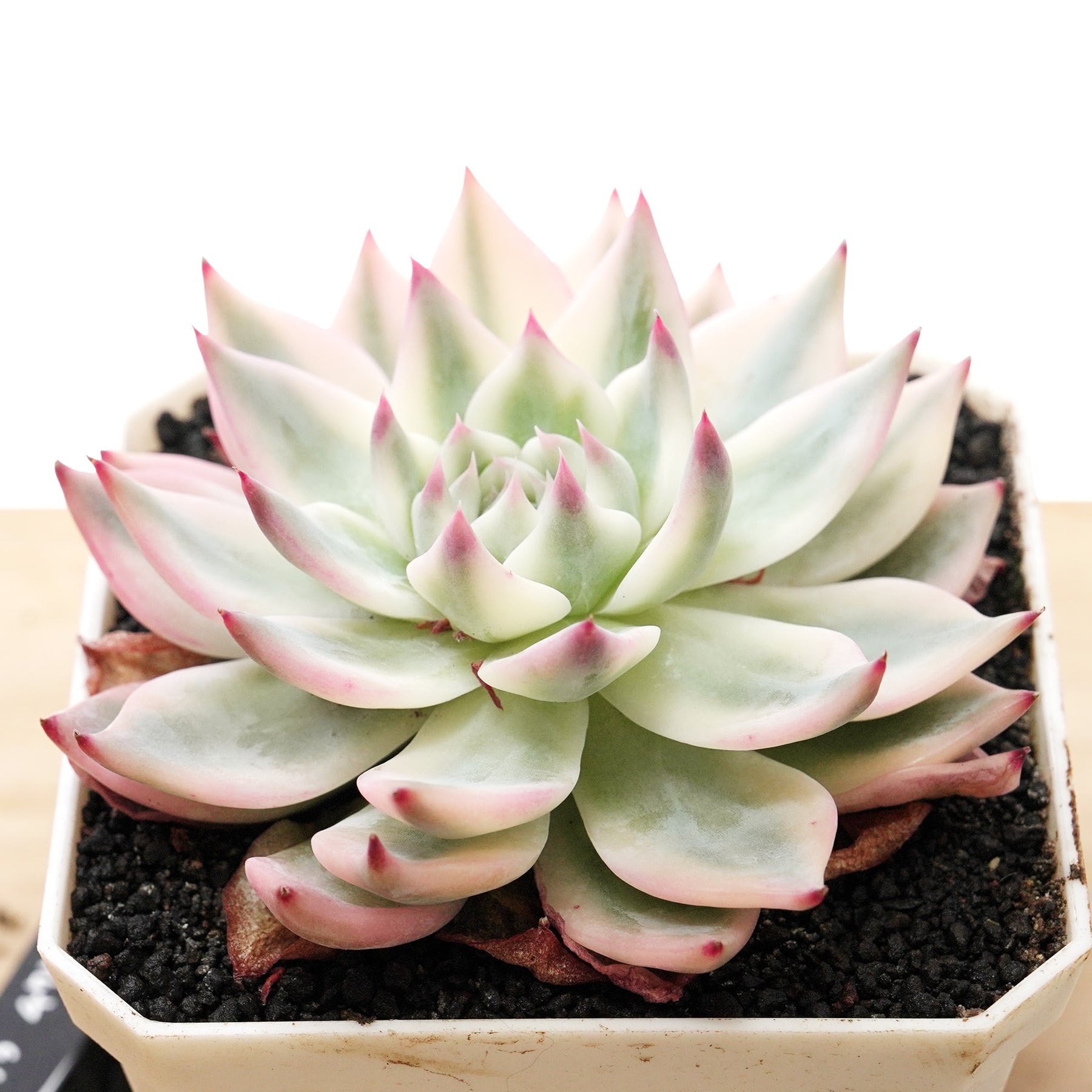 PREMIUM】 抜き苗 チワワエンシス錦 白覆輪 大株 Echeveria 