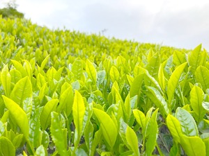 増量〜桃源郷への緑茶〜（自然栽培）