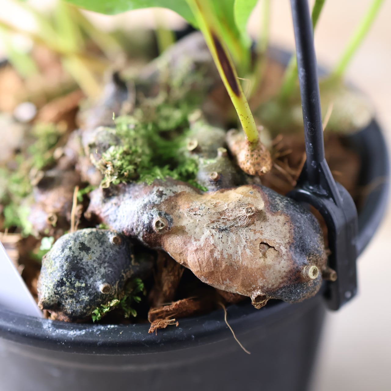 394 塊茎の中に小さな森『レカノプテリス クルスタセア』観葉植物