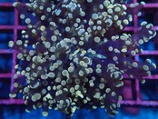【現地買付】ParaDivisa ClearPink 4