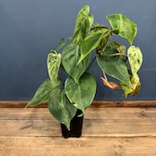 【クリアランス】フィロデンドロン ヘデラカム(オキシカルジウム) バリエガータ【690】