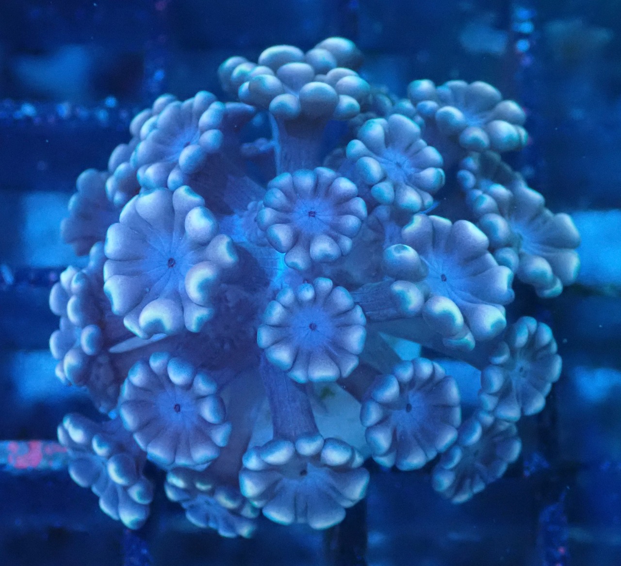 Alveopora FromMakassar Frag 10