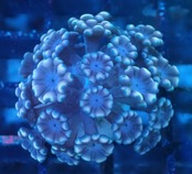Alveopora FromMakassar Frag 10
